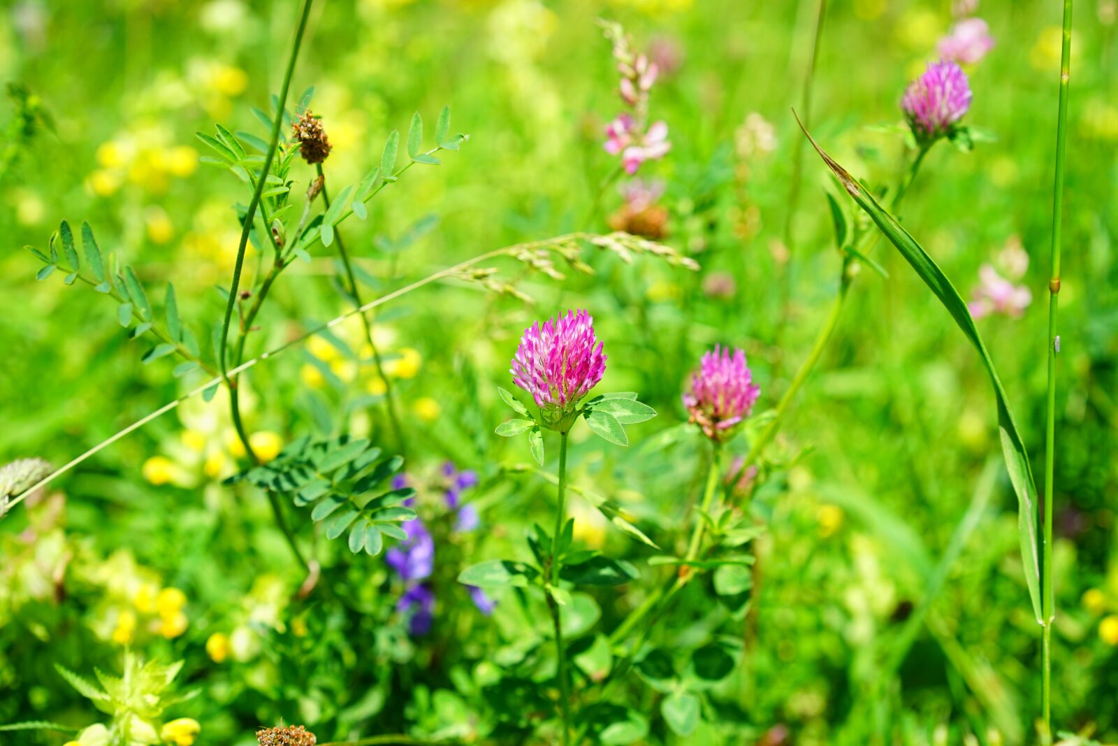 Sony a7 sample photo. Red clover, klee, pointed photography