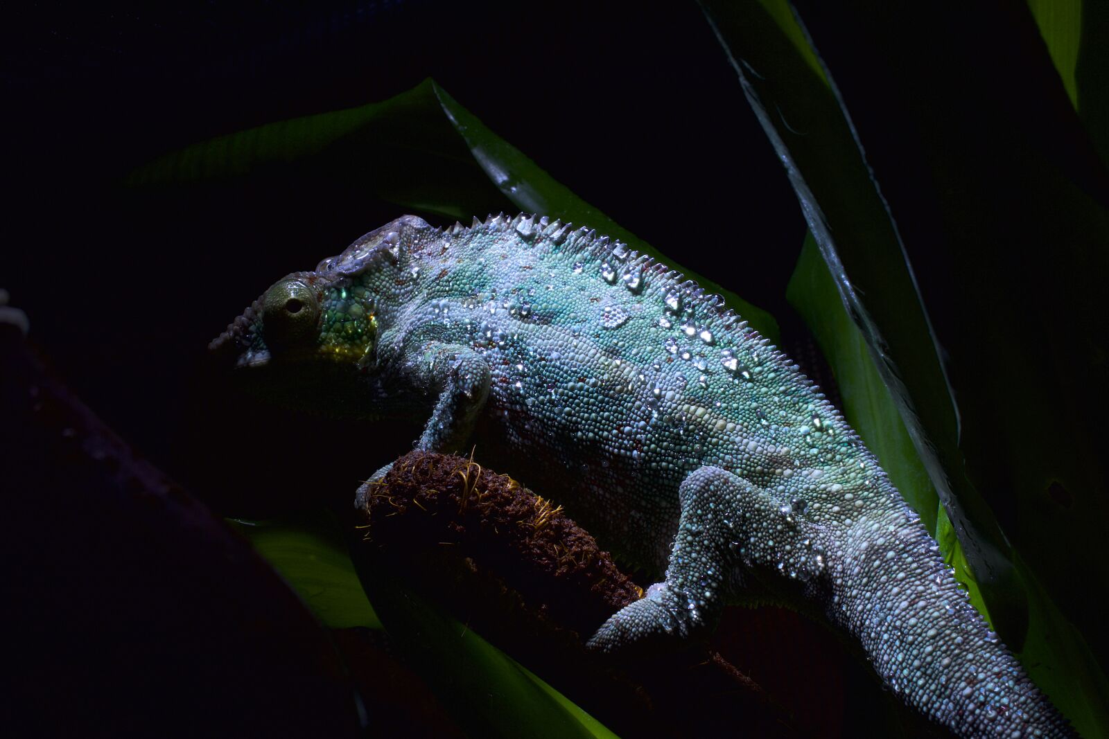 Nikon D5300 sample photo. Chameleon skin, drop of photography