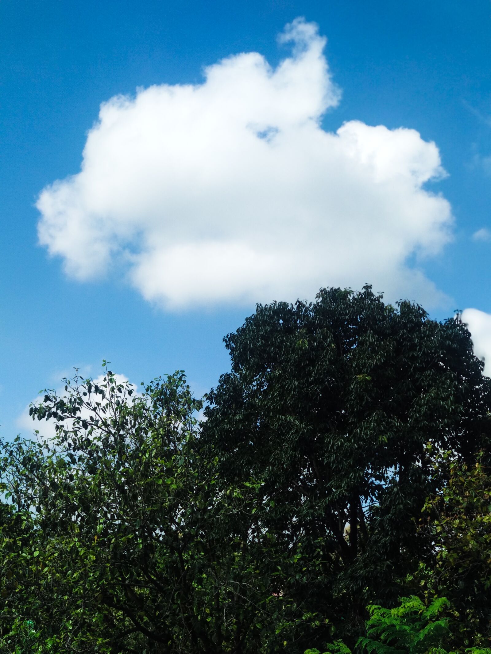 Xiaomi Mi A1 sample photo. Sky, cloud, tree photography