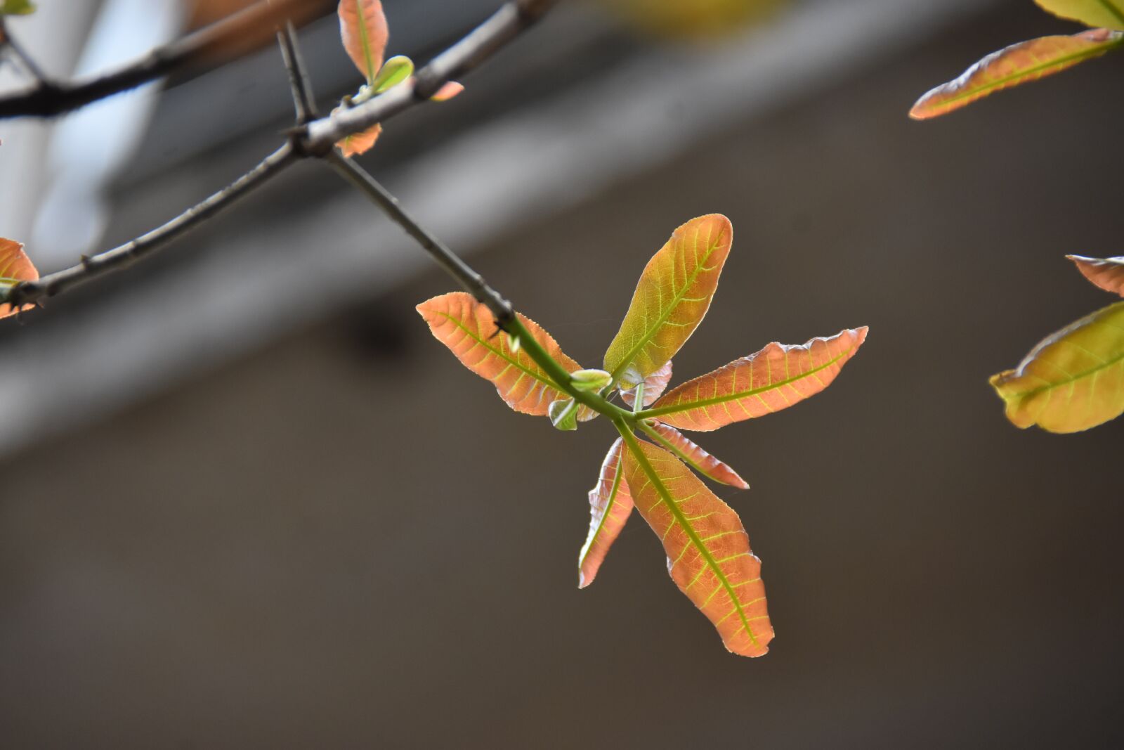Nikon D7200 sample photo. Young buds, spring, color photography