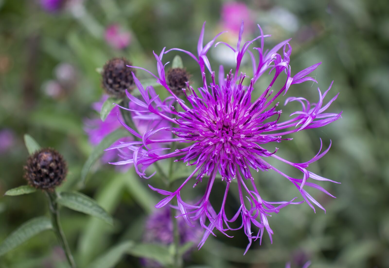 Canon EOS 800D (EOS Rebel T7i / EOS Kiss X9i) sample photo. Greater-knapweed, wildflower, plant photography