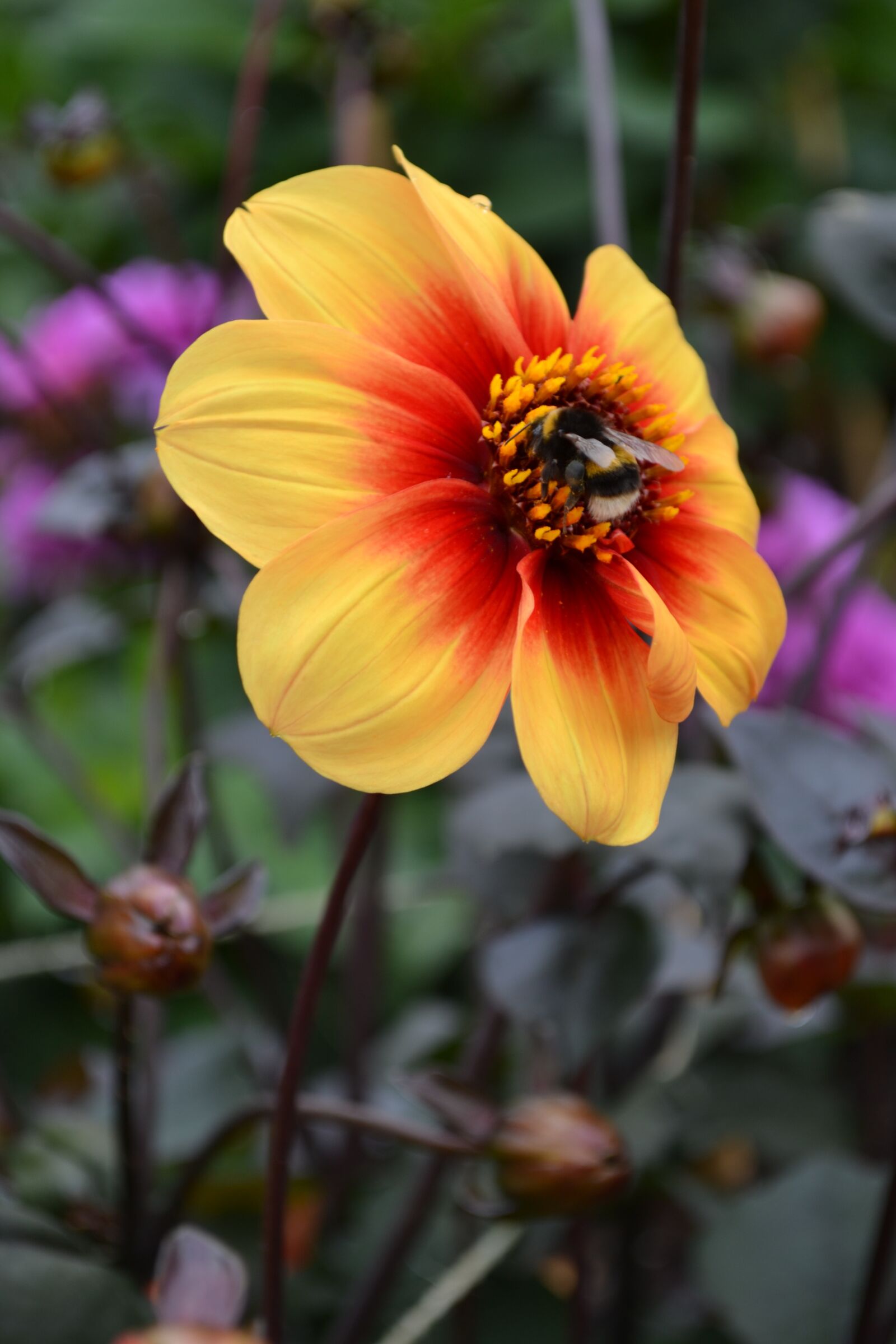 Nikon D3100 sample photo. Bee, pollen, dahlia photography