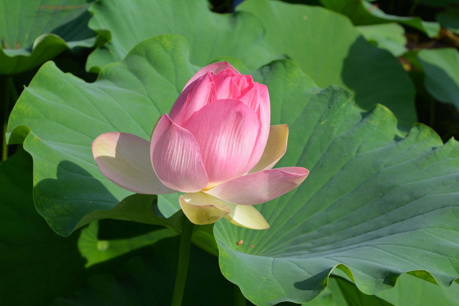 Nikon D5200 sample photo. Water lily, rose, pond photography