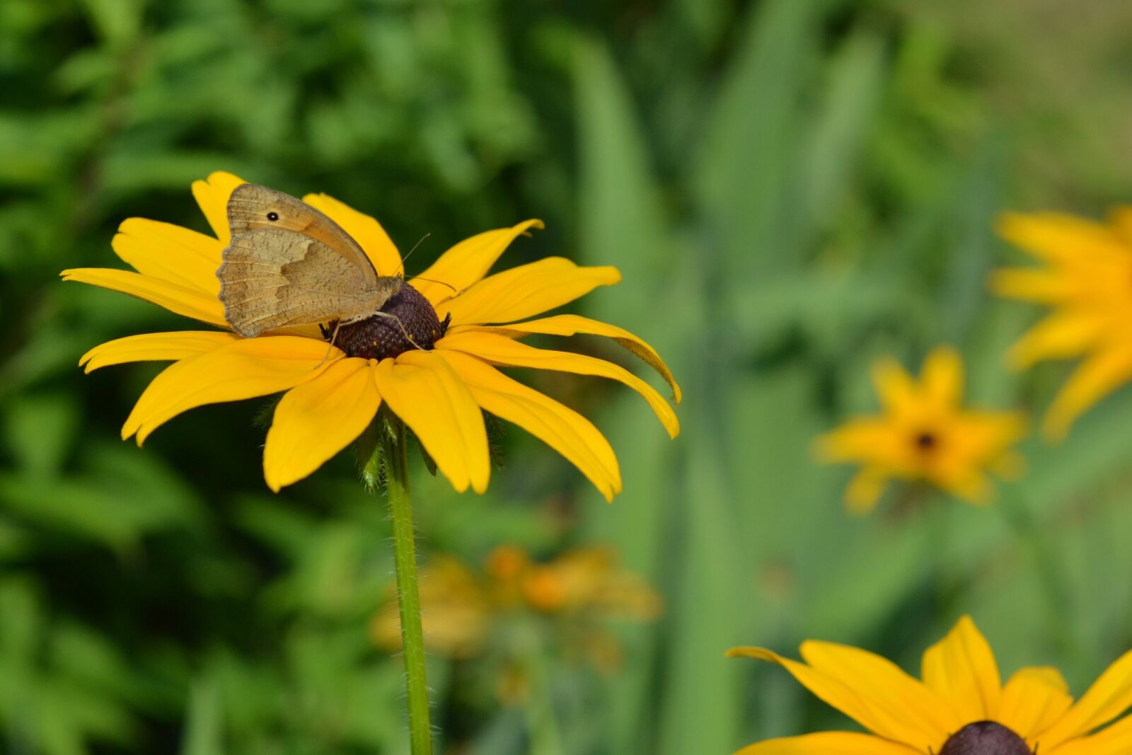 Nikon D5200 sample photo. Butterfly, rudbekia, rudbekie photography