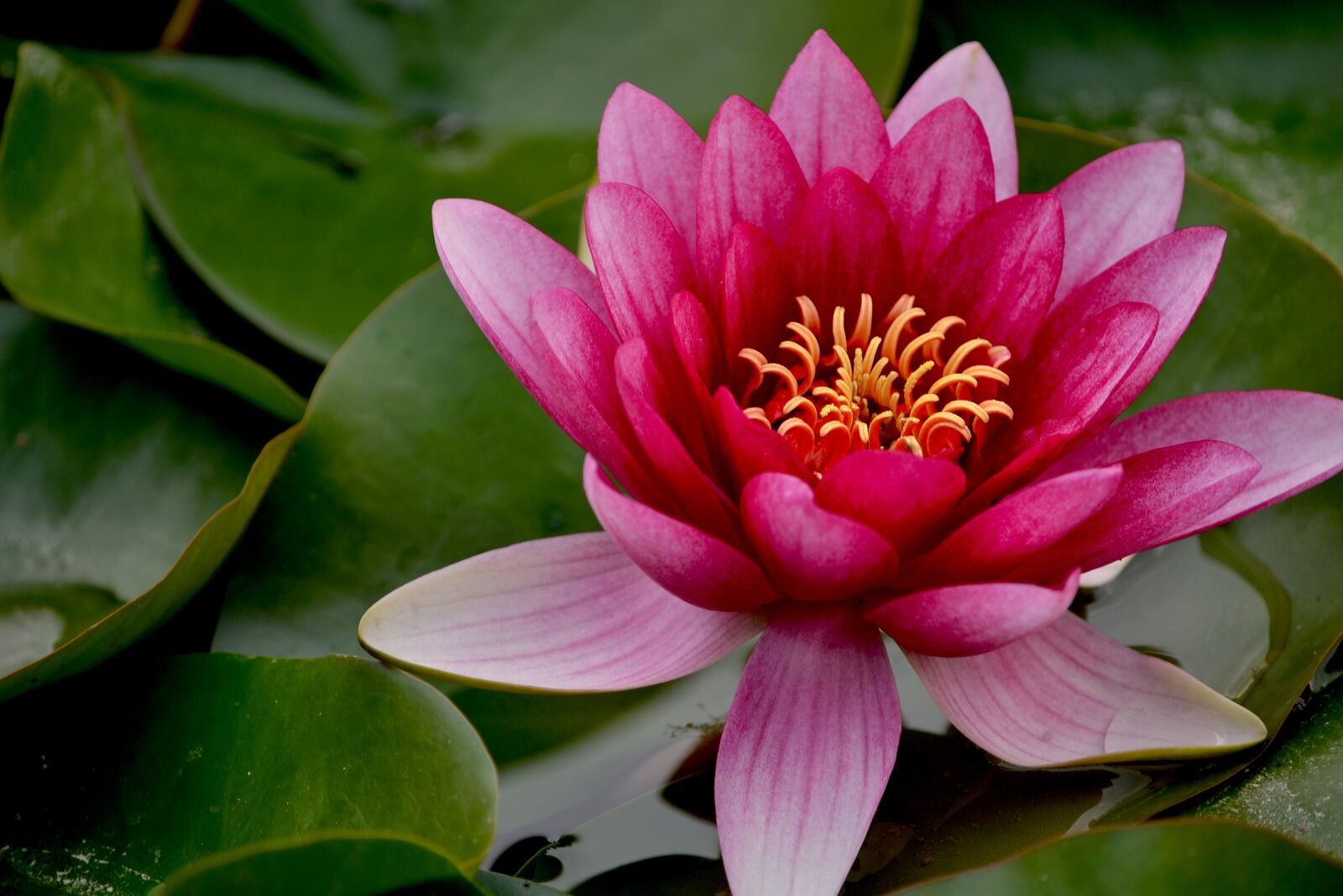 Nikon D3100 sample photo. Waterlily, water, flower photography