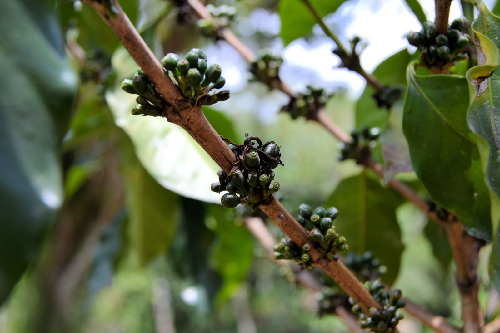Nikon D3100 sample photo. Cuba, coffee, plant photography