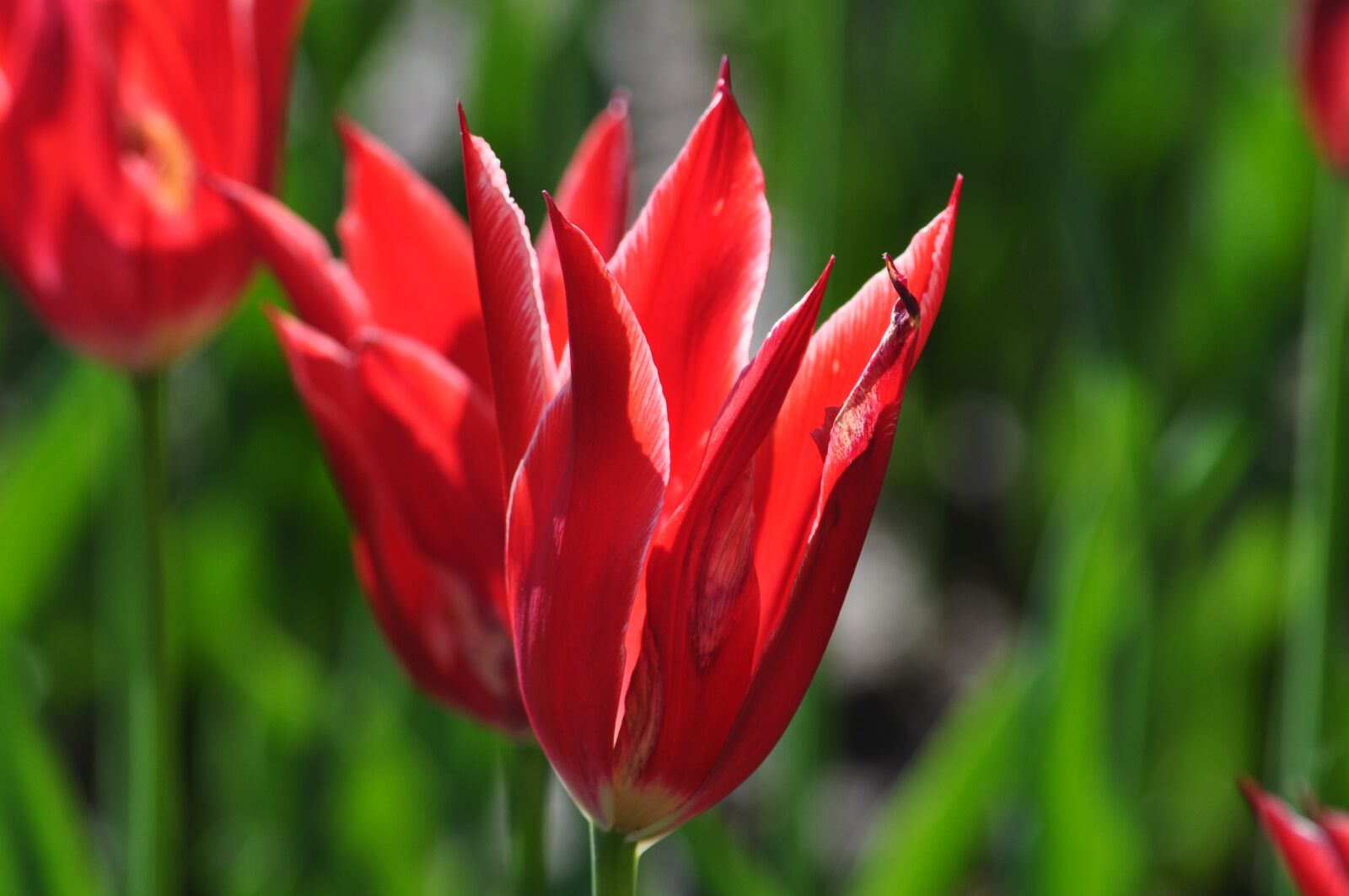 Nikon D5000 sample photo. Flowers, tulips, spring photography