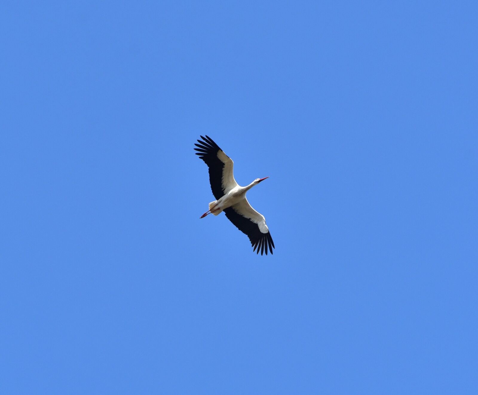 Nikon D750 sample photo. Stork, sky, flying photography