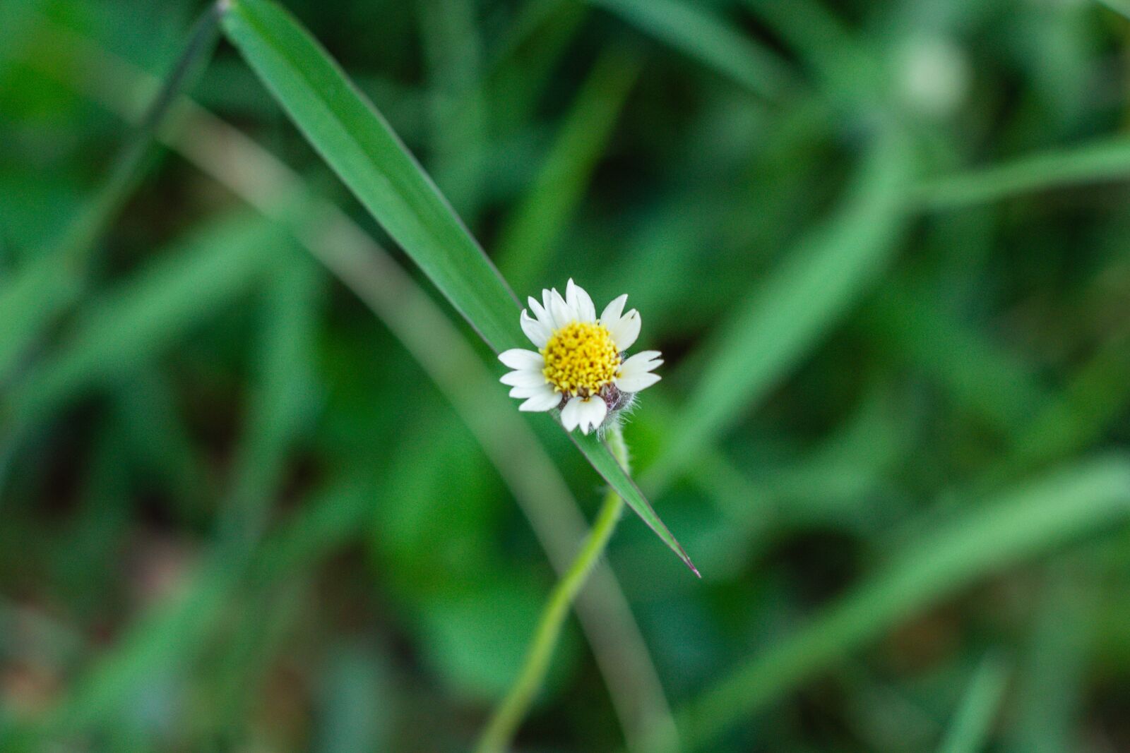 Canon EOS 700D (EOS Rebel T5i / EOS Kiss X7i) + Canon EF 50mm F1.8 STM sample photo. Leucanthemum vulgare, flower, flowers photography