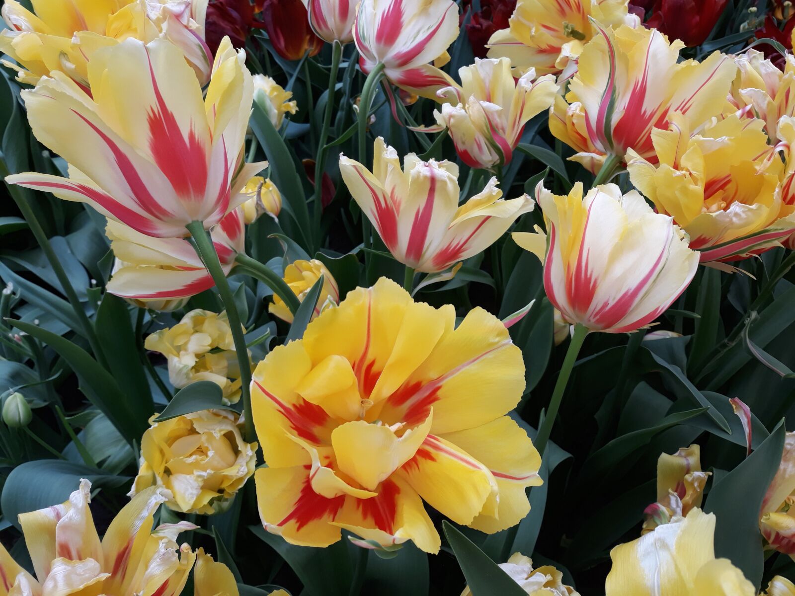 Samsung Galaxy J7 sample photo. Flower, plant, garden photography