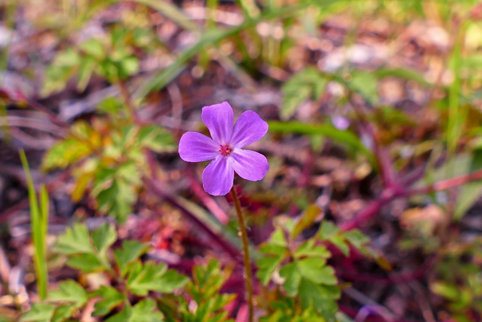 Panasonic Lumix DMC-FZ1000 sample photo. Flower, forest, nature photography