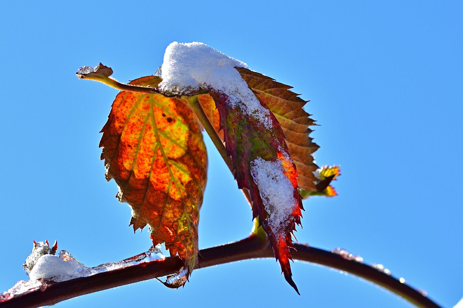 Nikon D5200 sample photo. Garden spring, winter blast photography