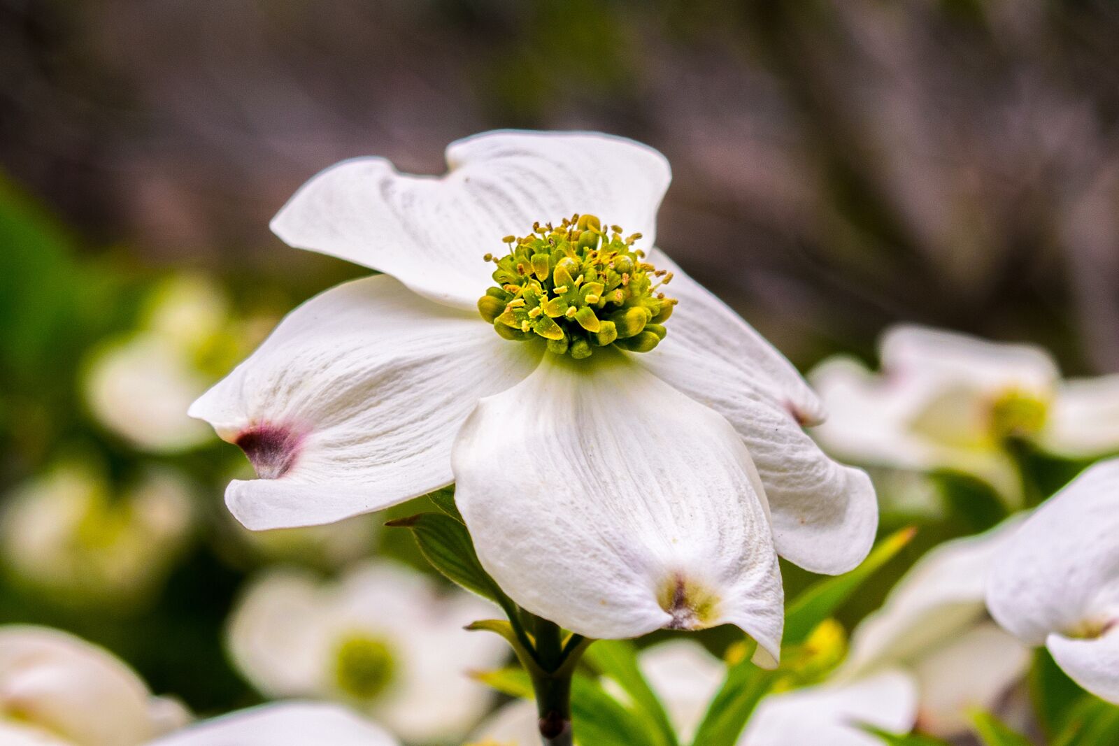 Nikon D3300 sample photo. Flower, dogwood, spring photography