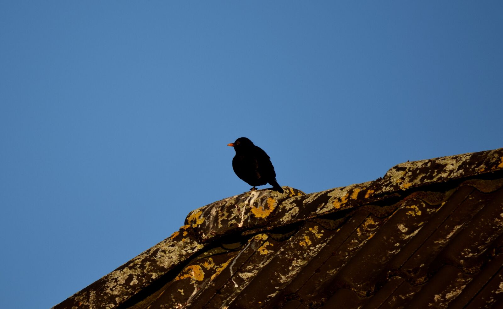 Nikon D5300 sample photo. Blackbird, black, roof photography