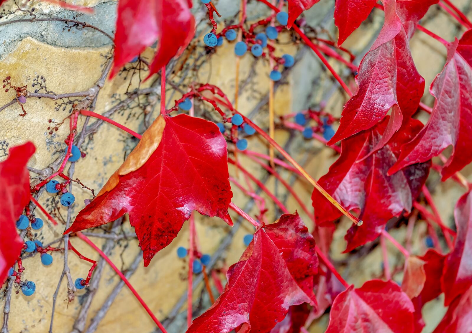 Fujifilm XF 55-200mm F3.5-4.8 R LM OIS sample photo. Wine partner, vine, berries photography