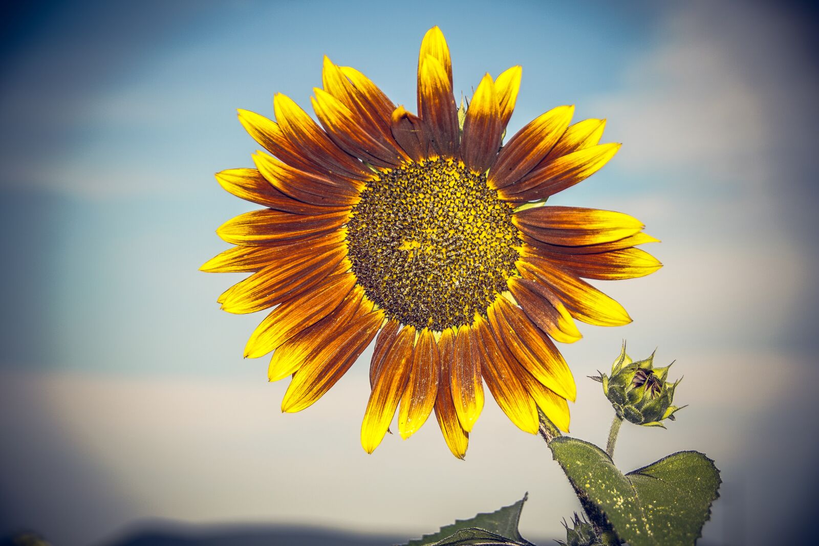 Sony ILCA-77M2 sample photo. Sunflower, blossom, bloom photography