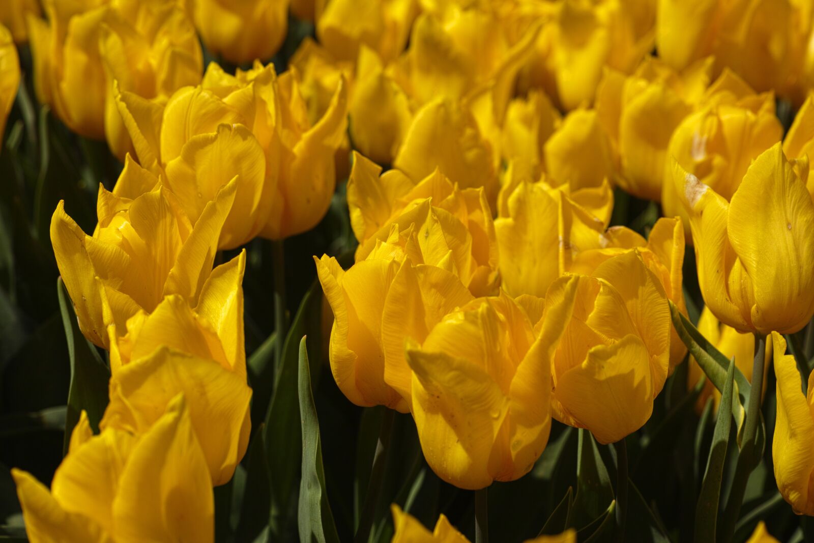 Sigma DP3 Merrill sample photo. Yellow, tulips, flower photography