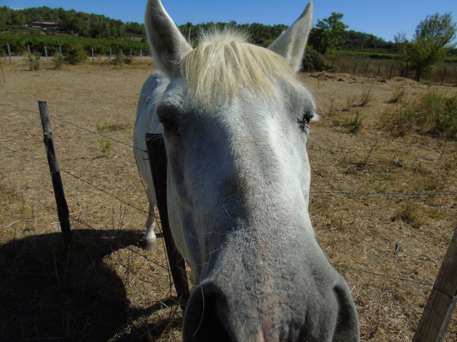 Sony Cyber-shot DSC-H400 sample photo. Horse, farm, western photography