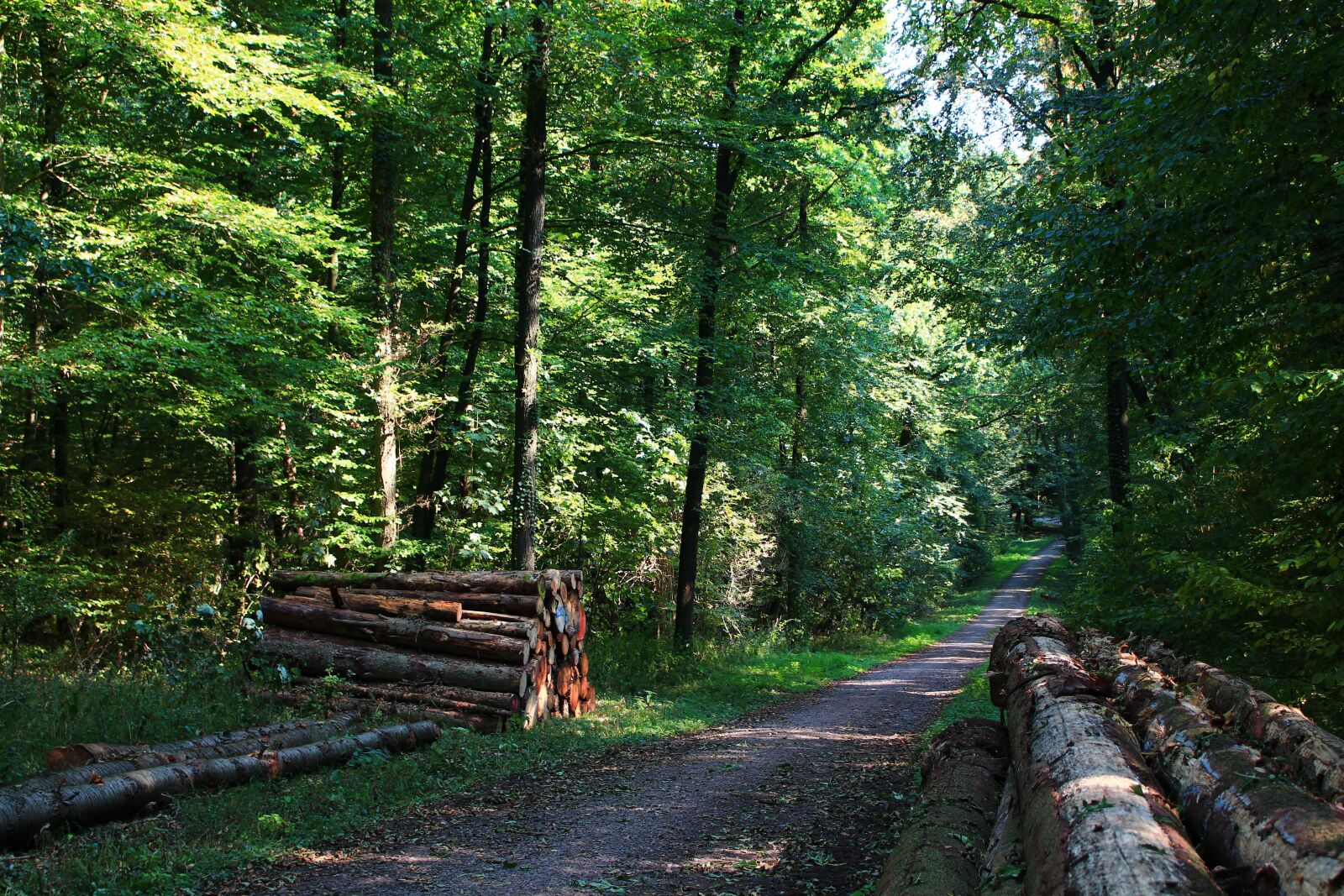 Canon EOS 700D (EOS Rebel T5i / EOS Kiss X7i) sample photo. Forest path, go for photography