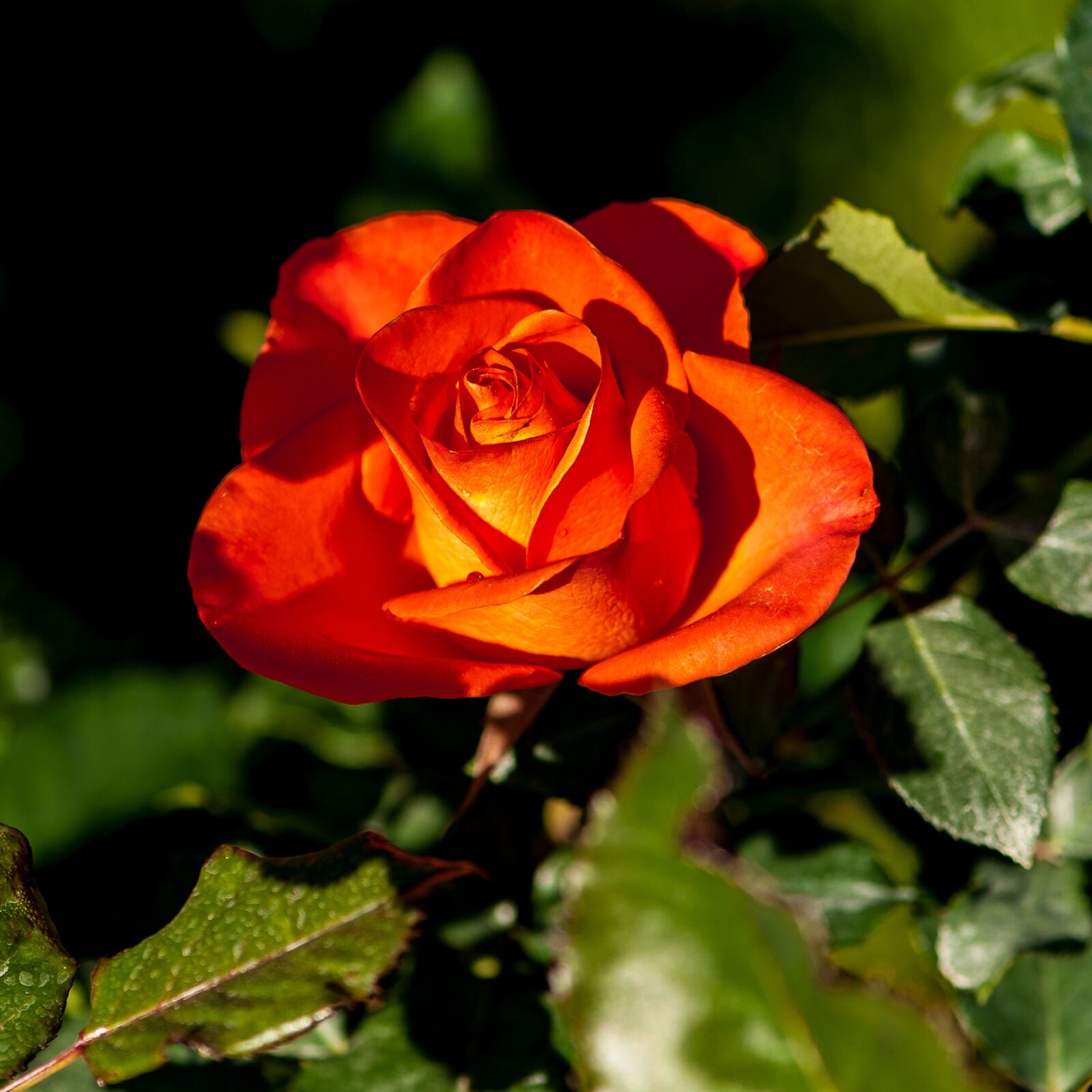 Nikon D700 sample photo. Roses, orange red, flowers photography