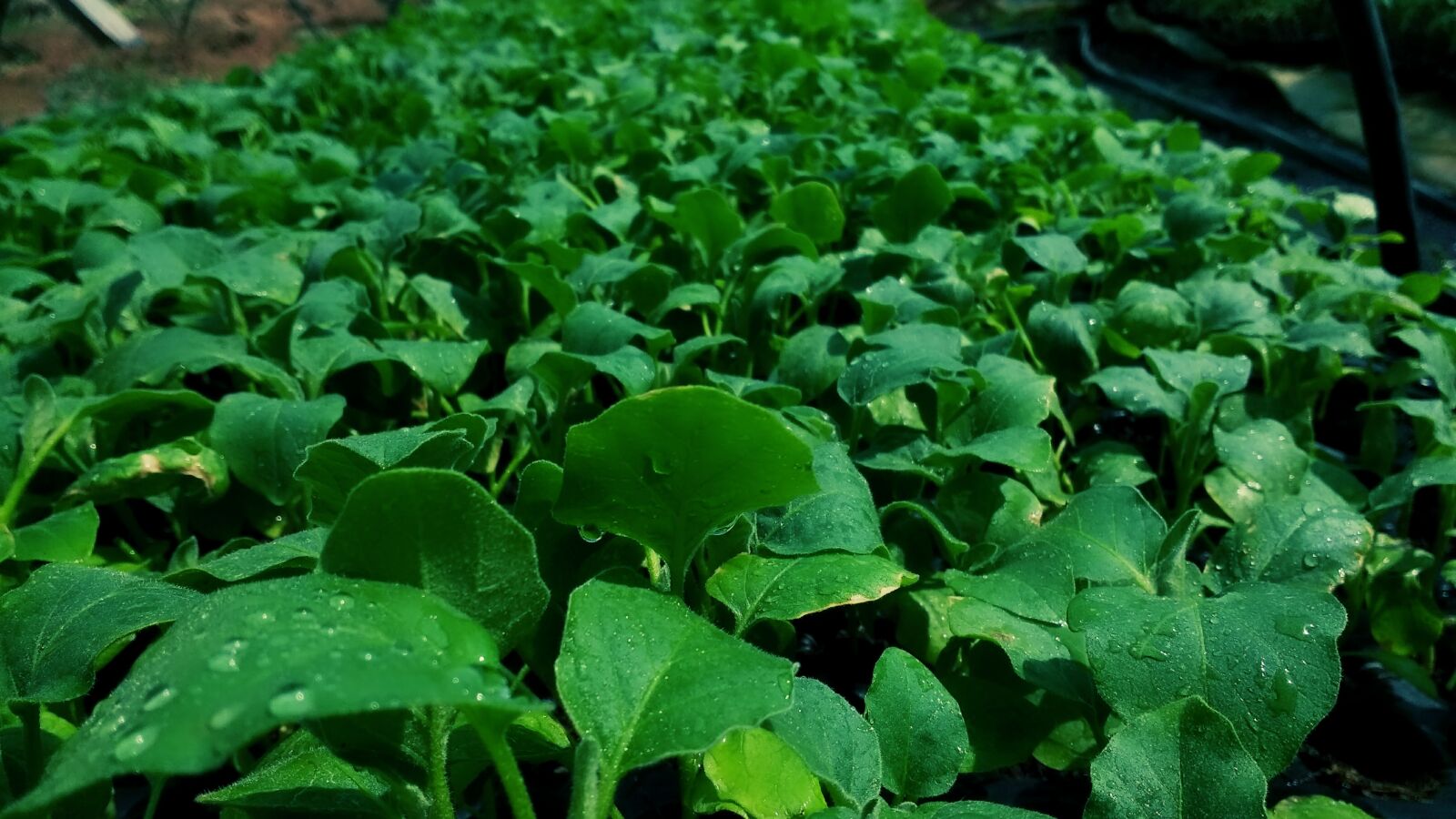 Motorola Moto G (4) sample photo. Green, plant photography