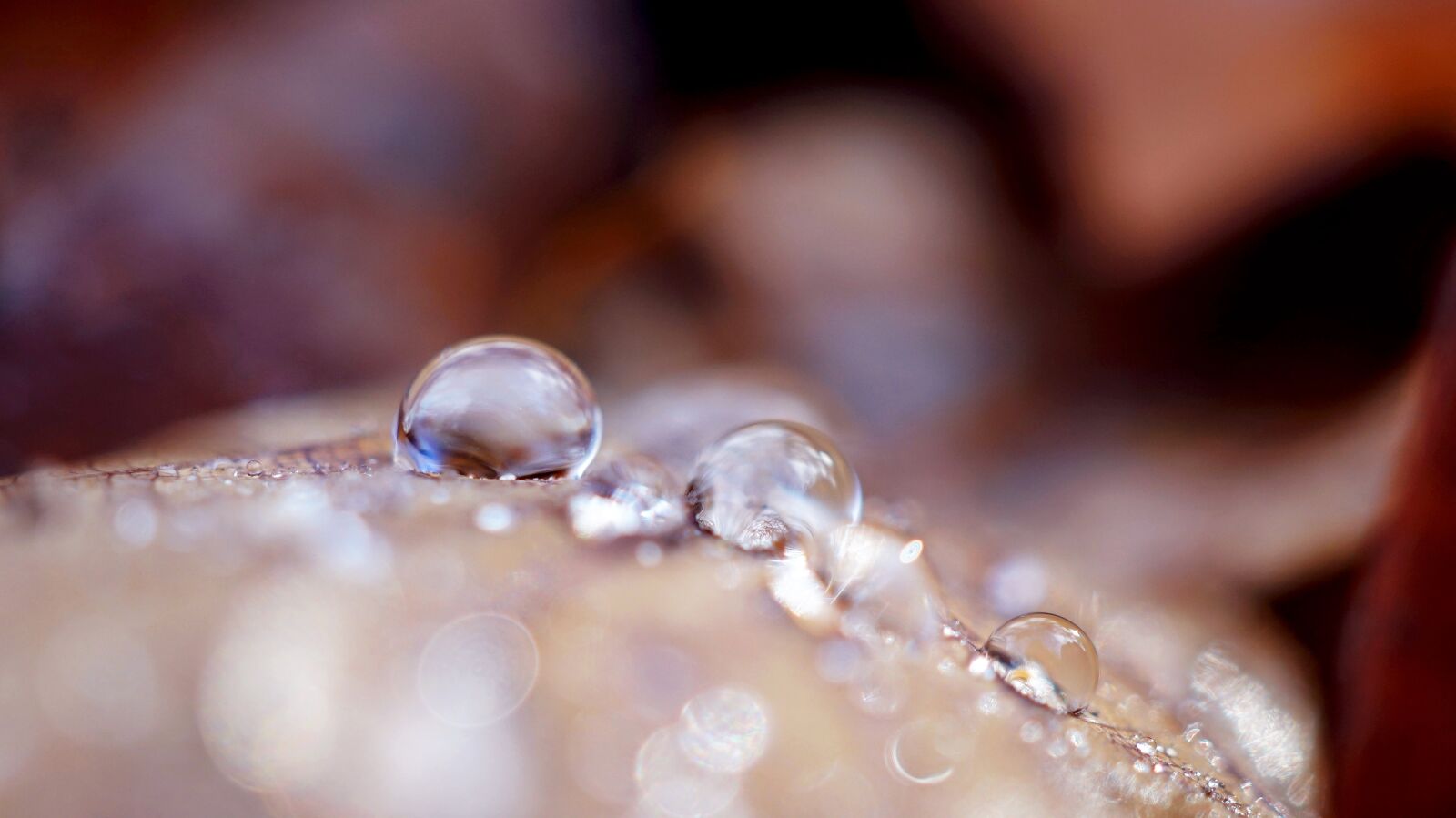 Sony Alpha a5000 (ILCE 5000) sample photo. Shiny, nature, background photography