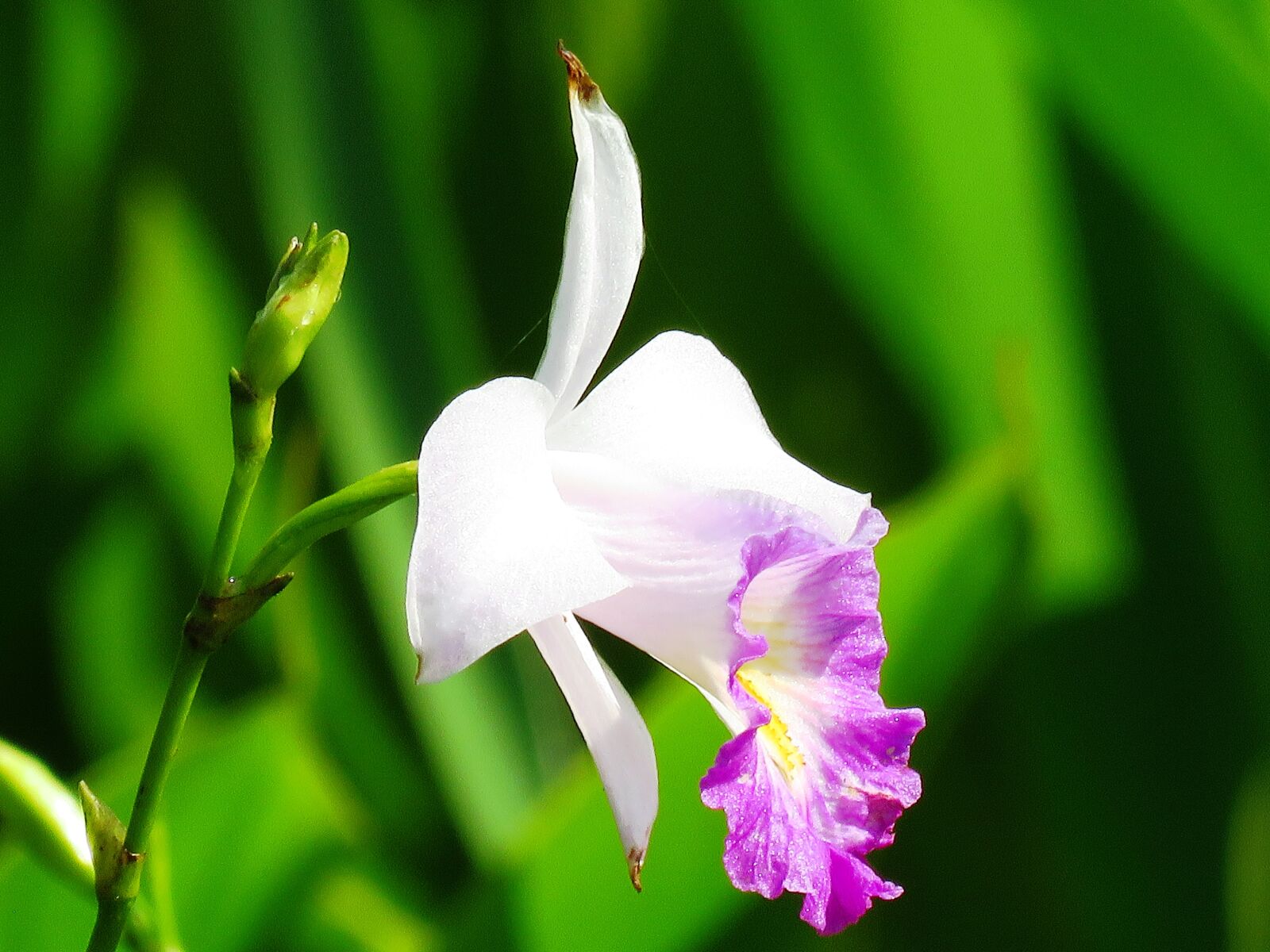 Canon PowerShot SX60 HS sample photo. Flower, white, pink photography
