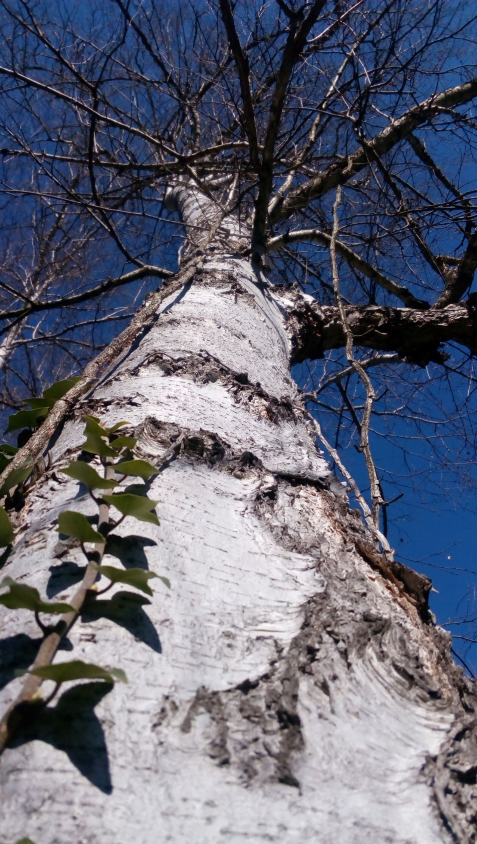 Lenovo P70-A sample photo. Tree, nature, wood photography
