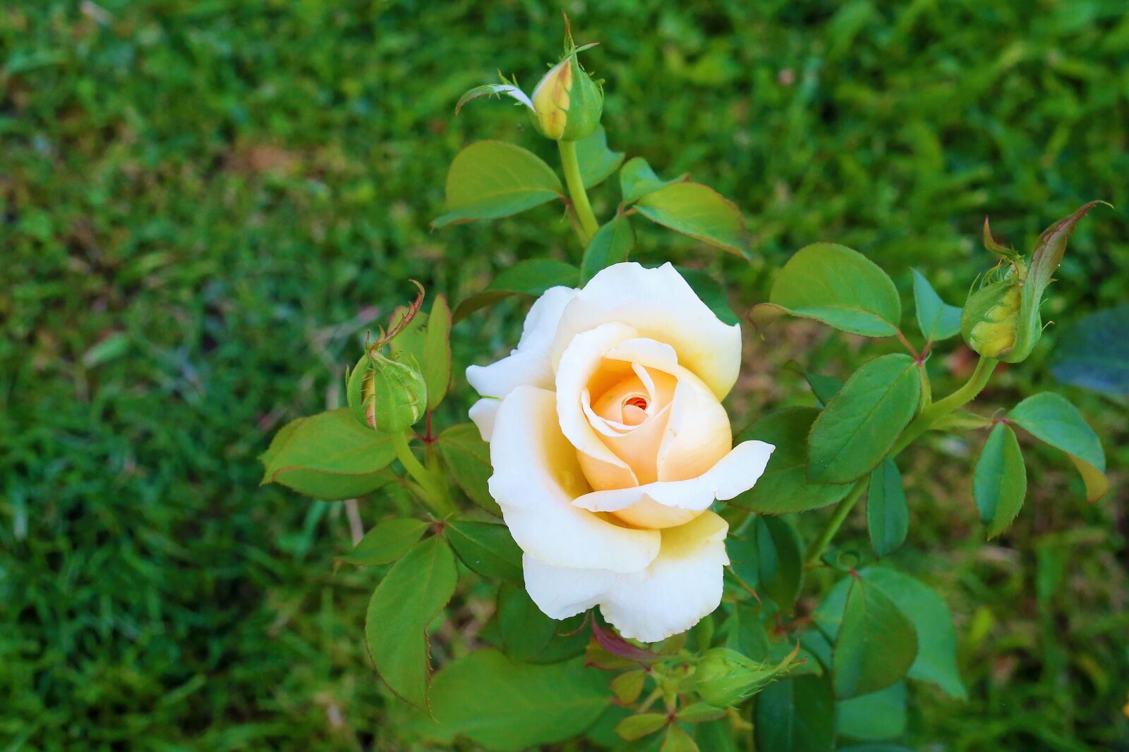 Canon EOS 6D + Canon EF 50mm F1.8 II sample photo. Rose, flower, nature photography