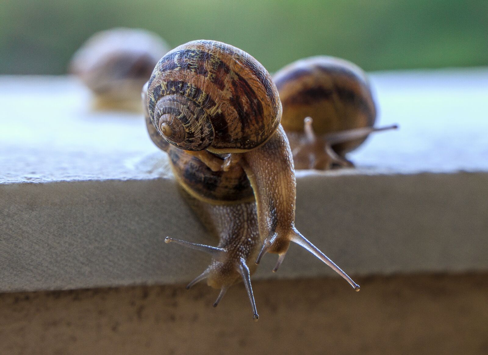 Sony a6000 + Sony E PZ 18-105mm F4 G OSS sample photo. Snails, gastropods, molluscum photography