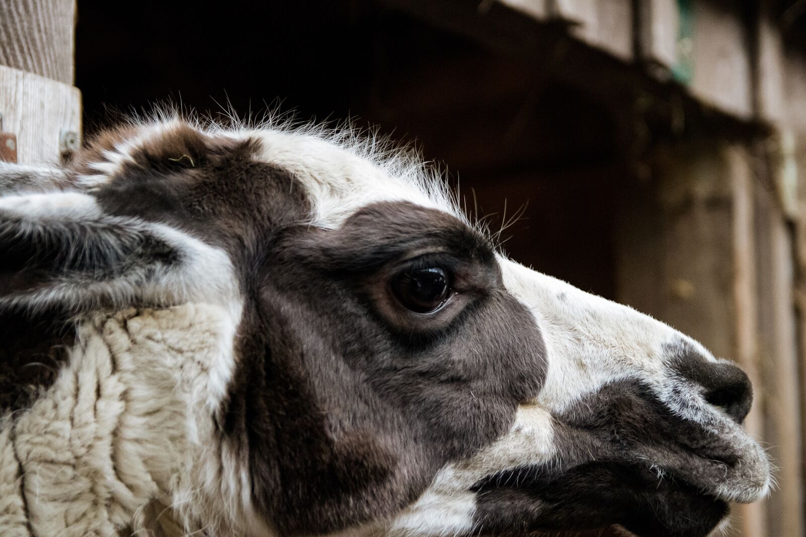 Canon EOS 80D sample photo. Lama, mammal, animal photography
