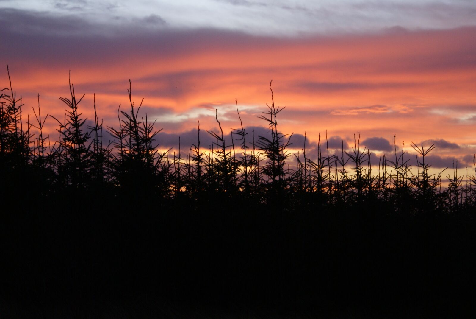 Sony Alpha DSLR-A100 sample photo. Sunset, woods, forest photography