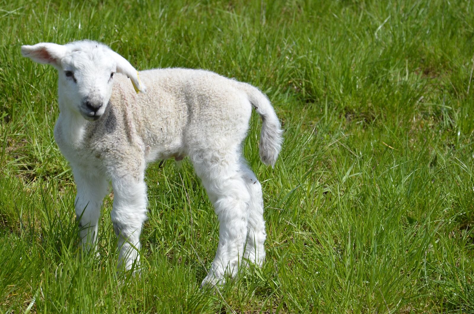 Nikon D5100 sample photo. Lamb, farm, sheep photography