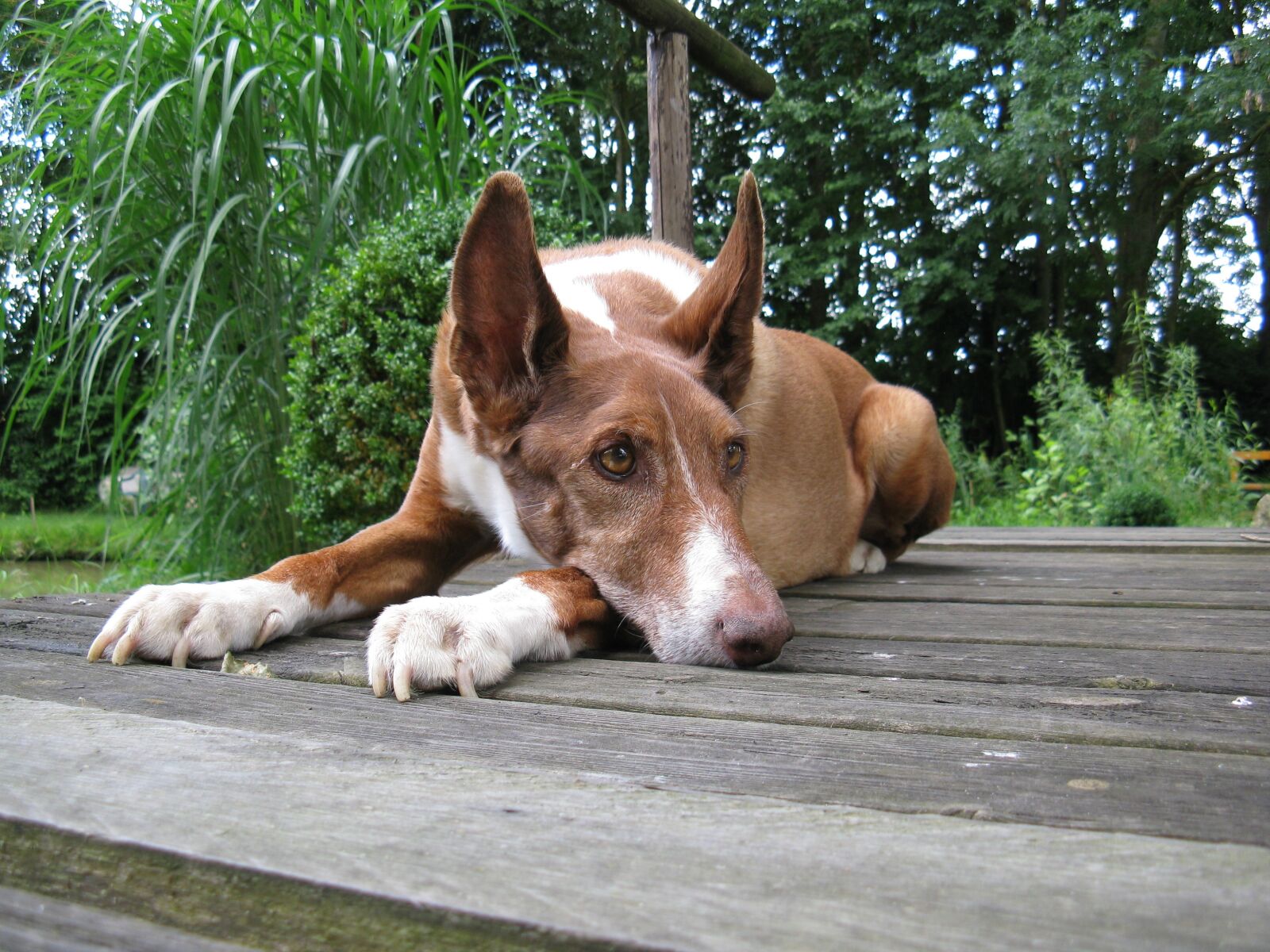 Canon POWERSHOT A720 IS sample photo. Podenco, dog, quadruped photography
