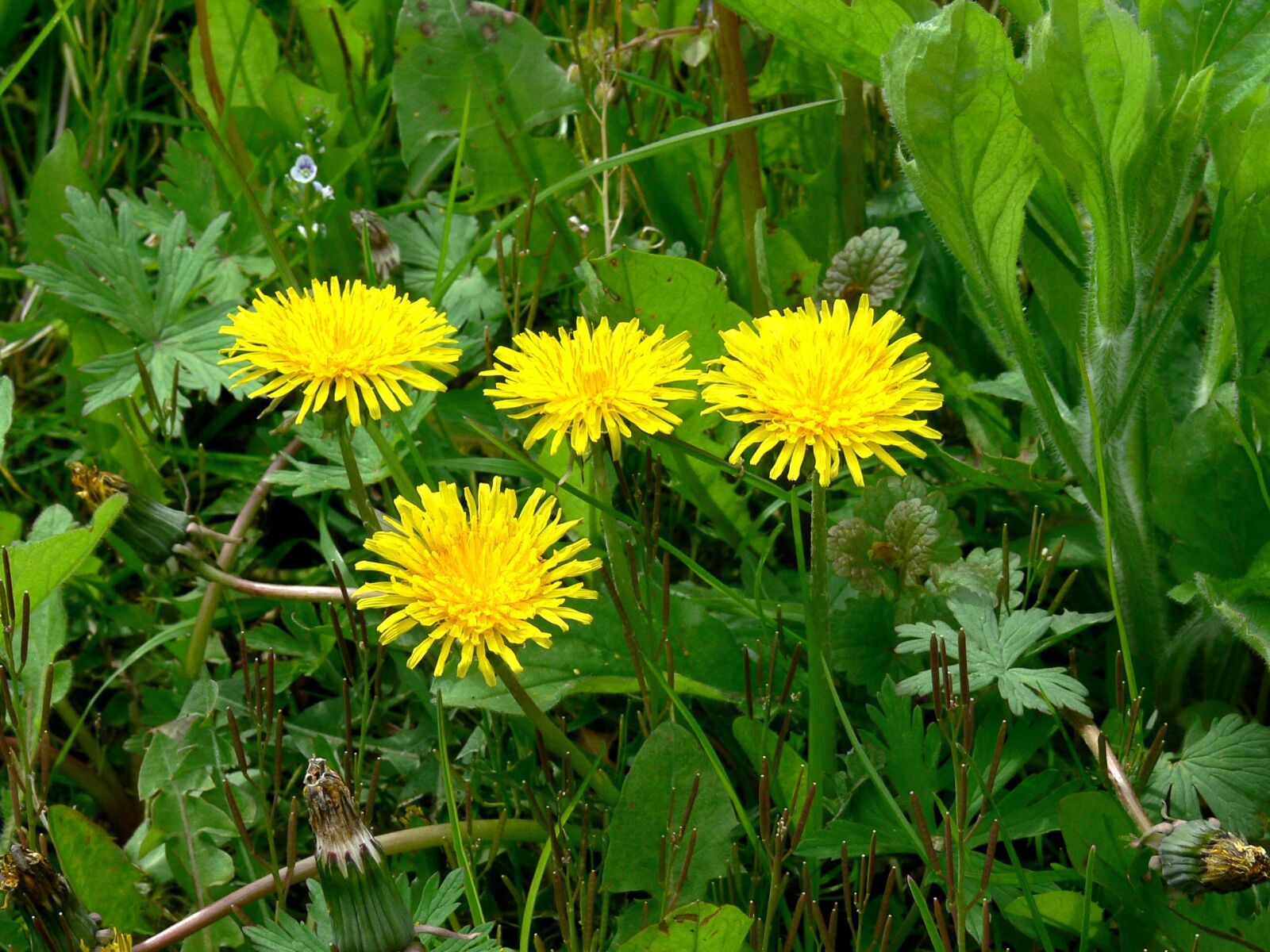 Panasonic DMC-FZ30 sample photo. Dandelion, spring flowers, agriculture photography