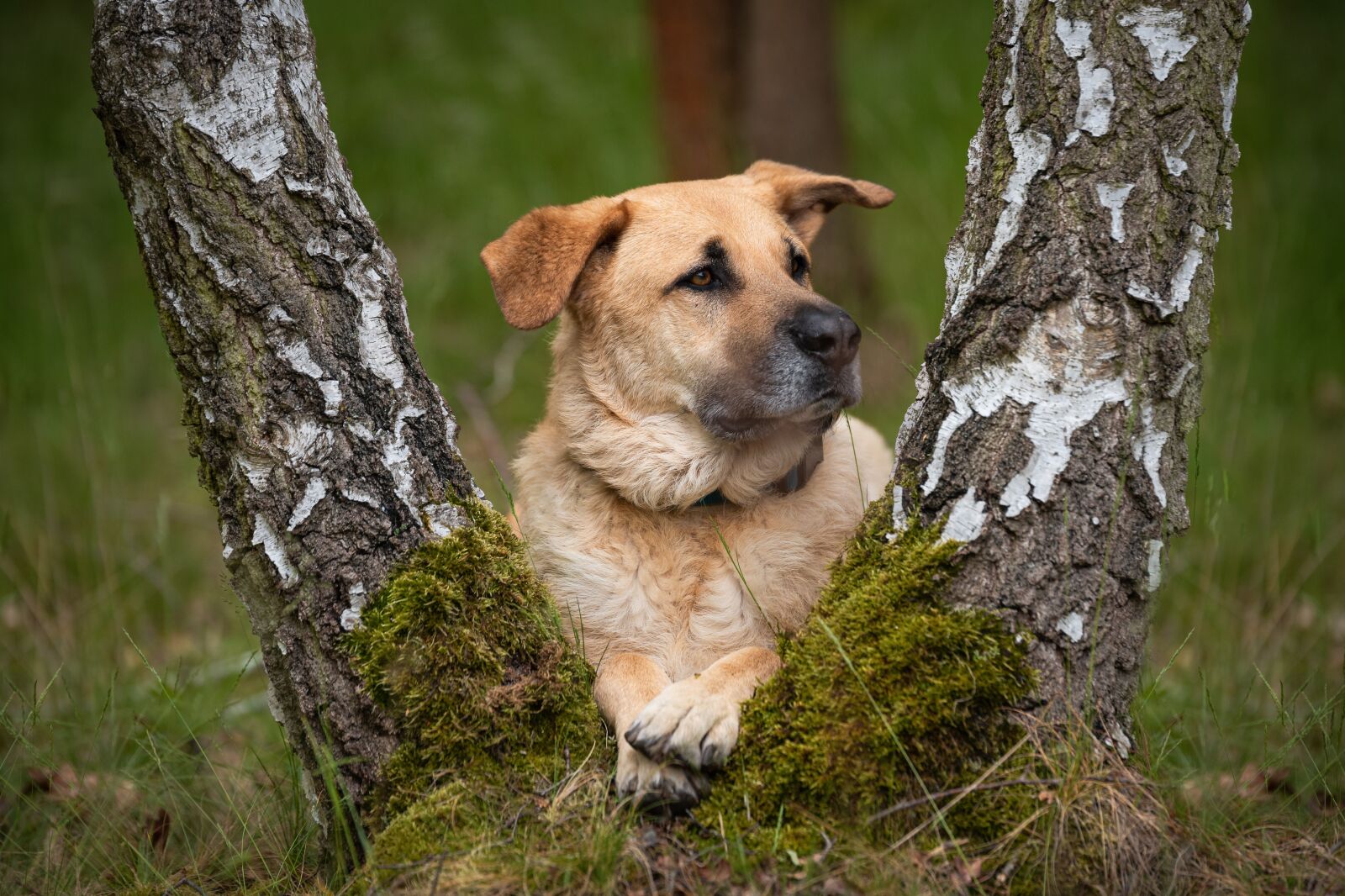 Tamron SP 70-200mm F2.8 Di VC USD sample photo. Dog, forest, rest photography