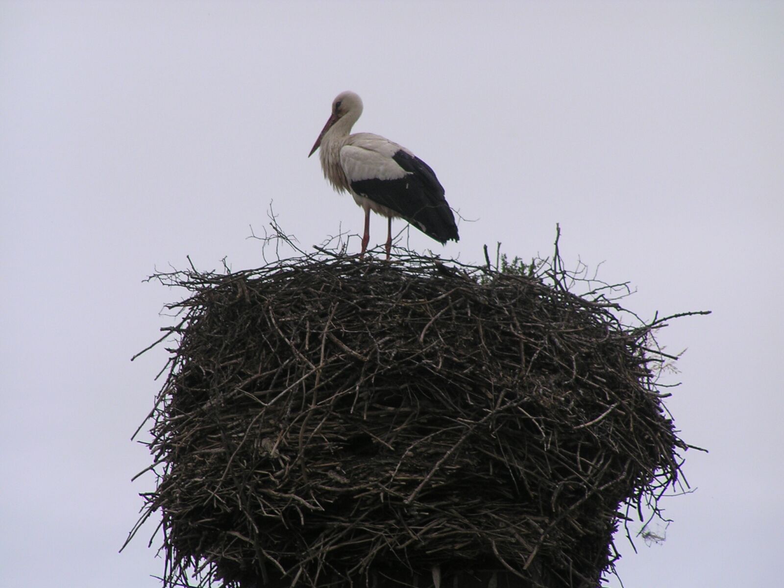 Olympus C760UZ sample photo. Stork, nest, sky photography