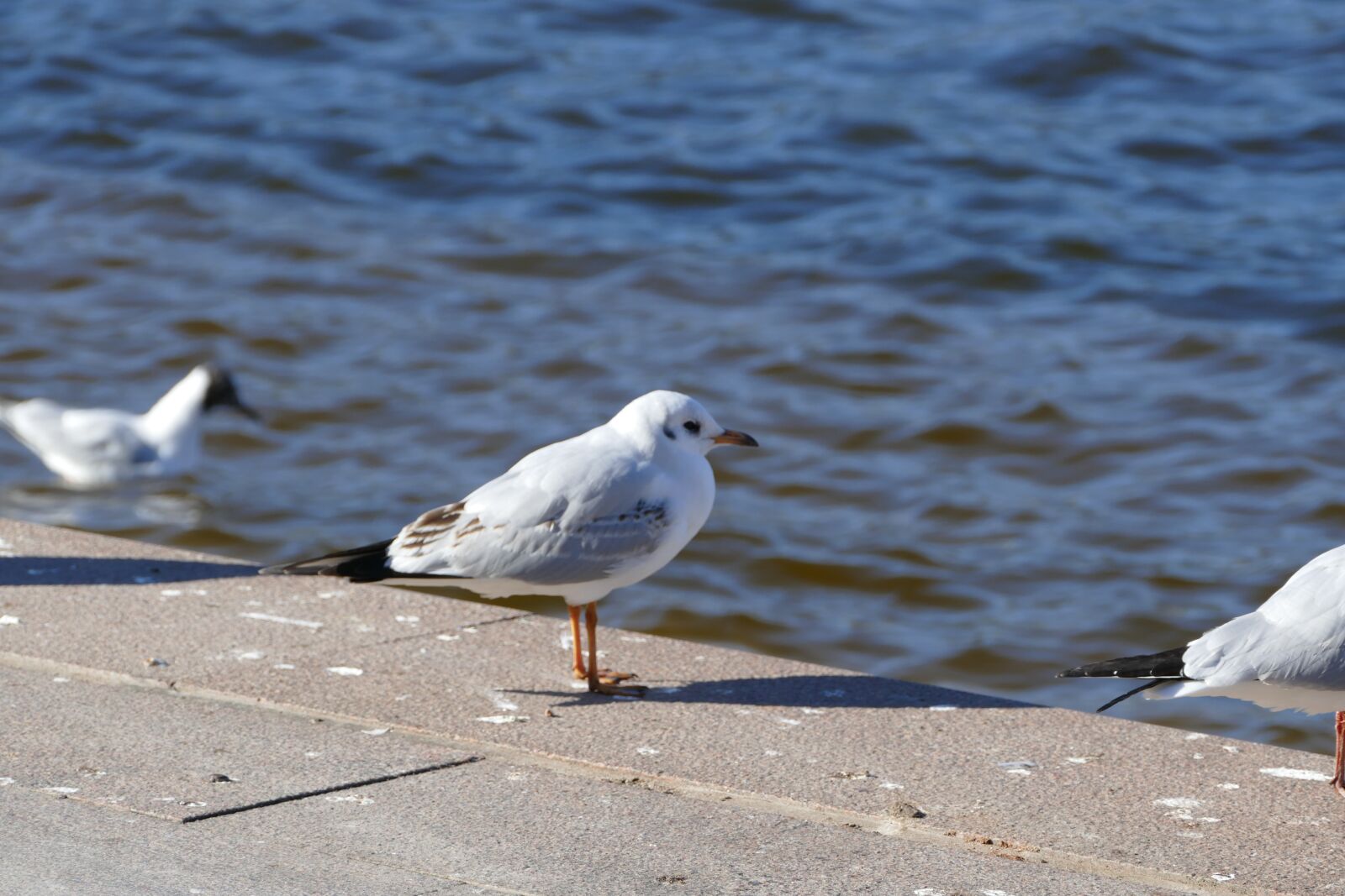 Panasonic Lumix DMC-FZ1000 sample photo. Seagull, bank, bird photography