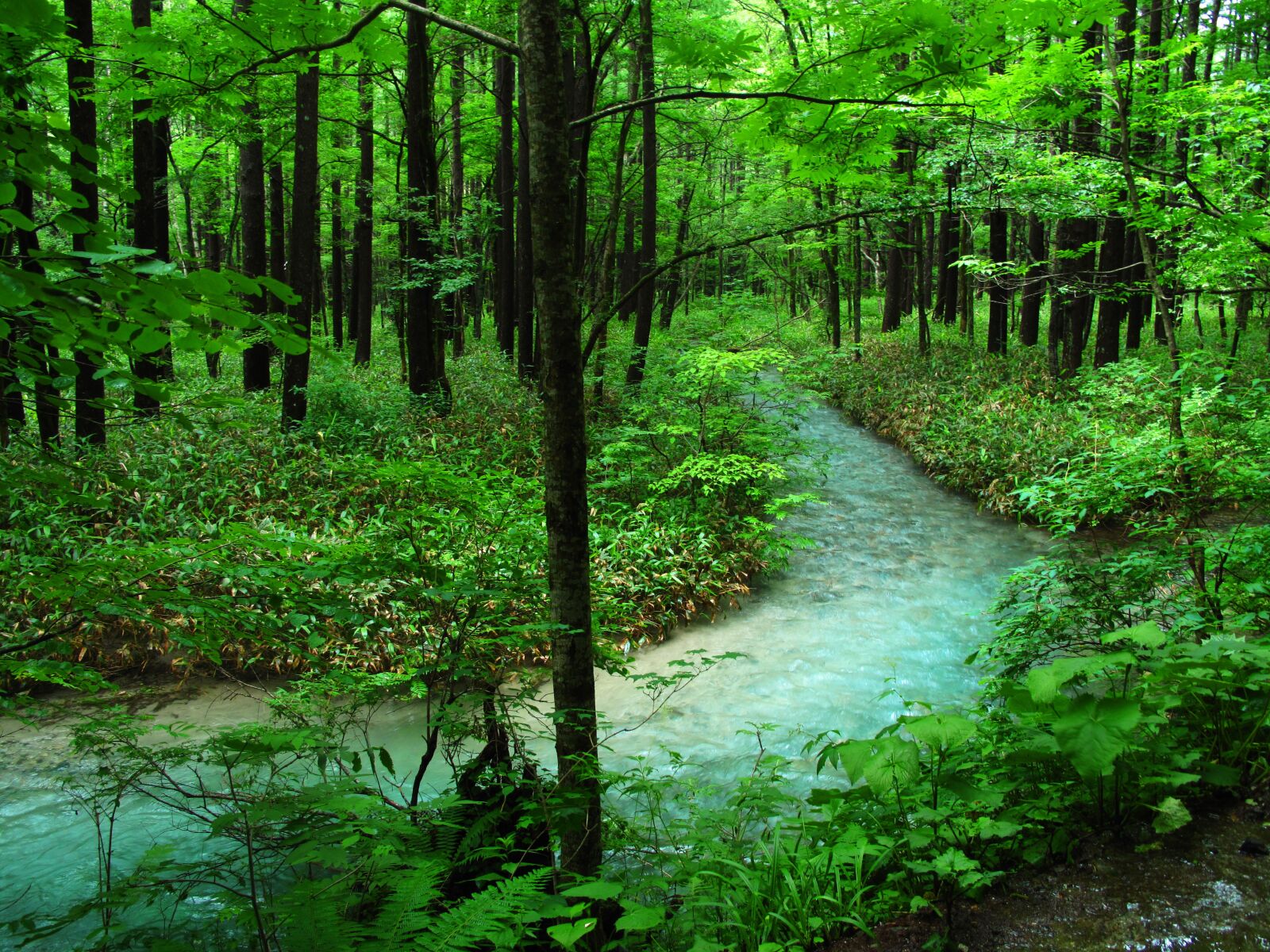 Canon PowerShot G10 sample photo. Kamikochi, forest bathing, river photography