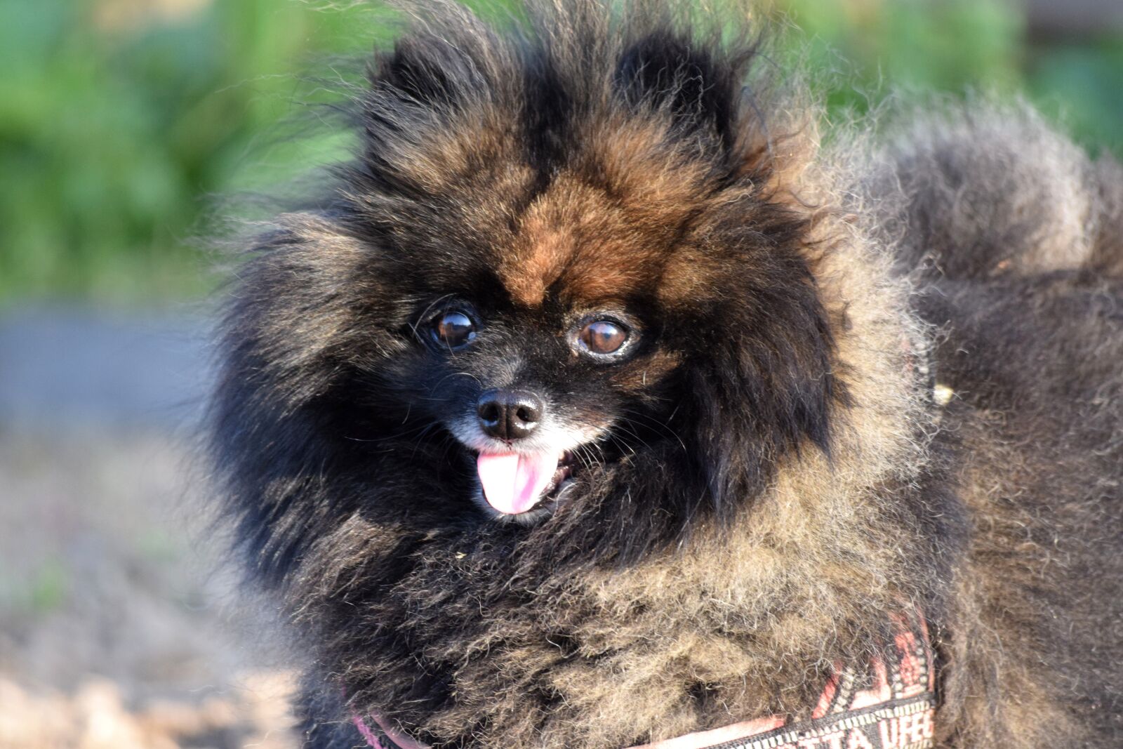 Nikon D5300 sample photo. Dog, fluffy, cute photography