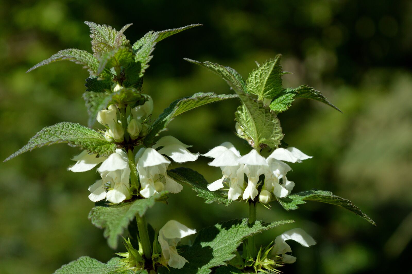 Nikon D3200 sample photo. Nettles, white deaf nettles photography