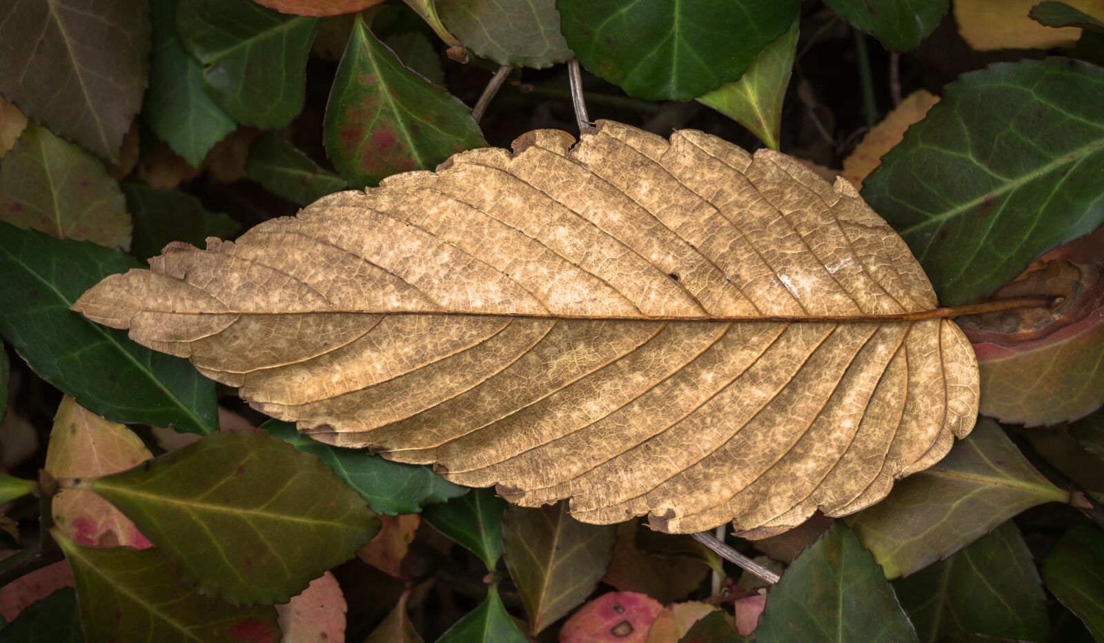 Sony E 30mm F3.5 Macro sample photo. Leaves, autumn, plants photography