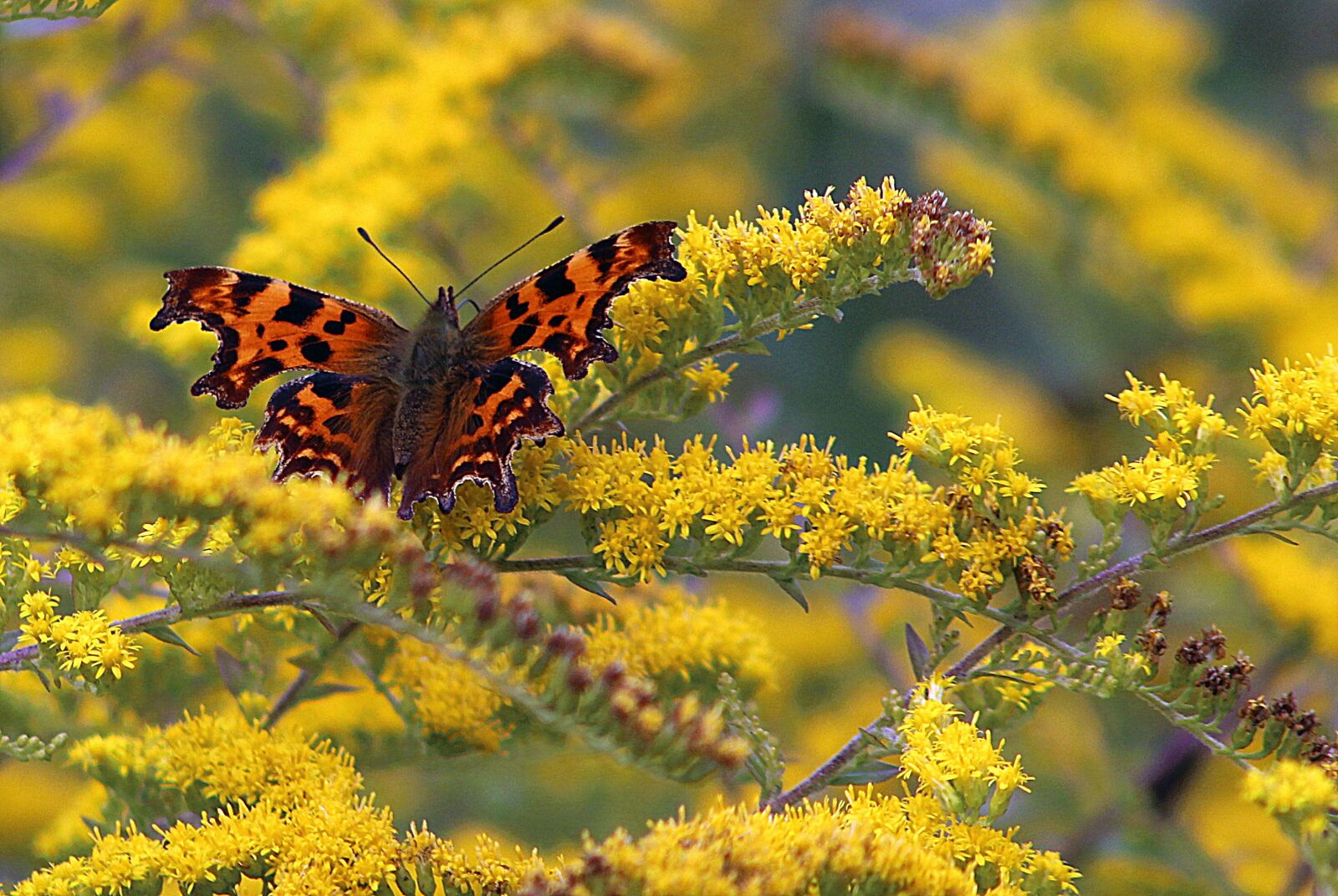 Canon EF75-300mm f/4-5.6 sample photo. Nature, flora, outdoors photography