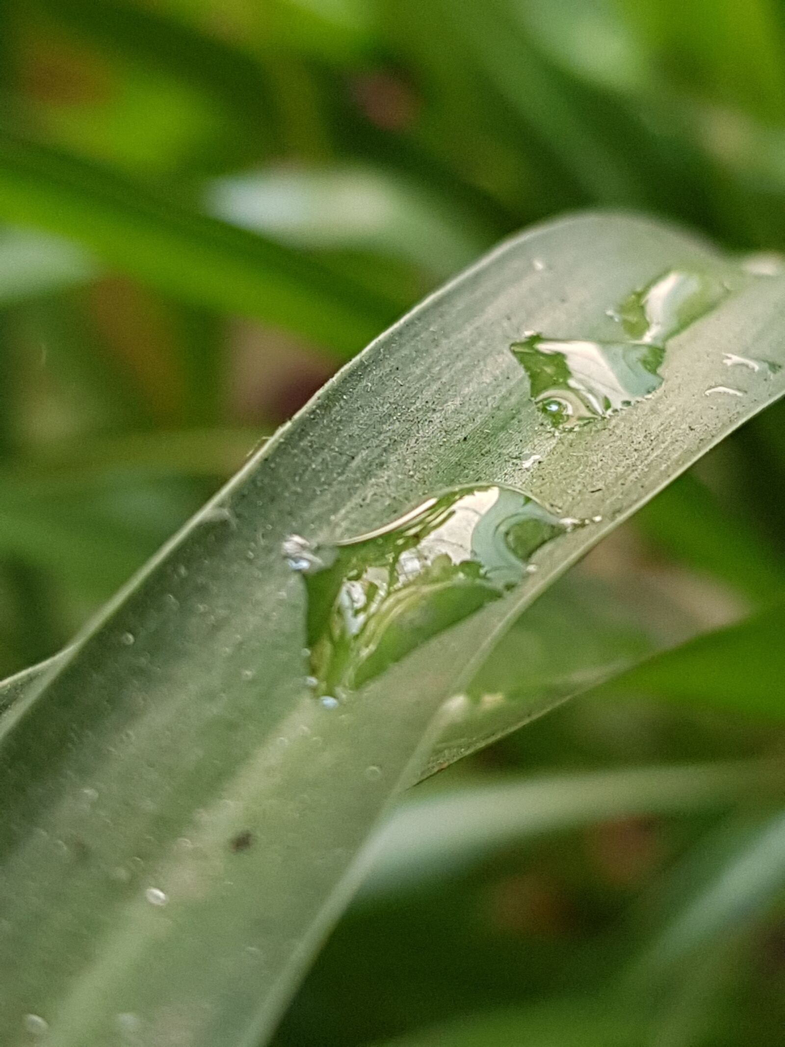 Samsung SM-G955F sample photo. Water, leaf, rain photography