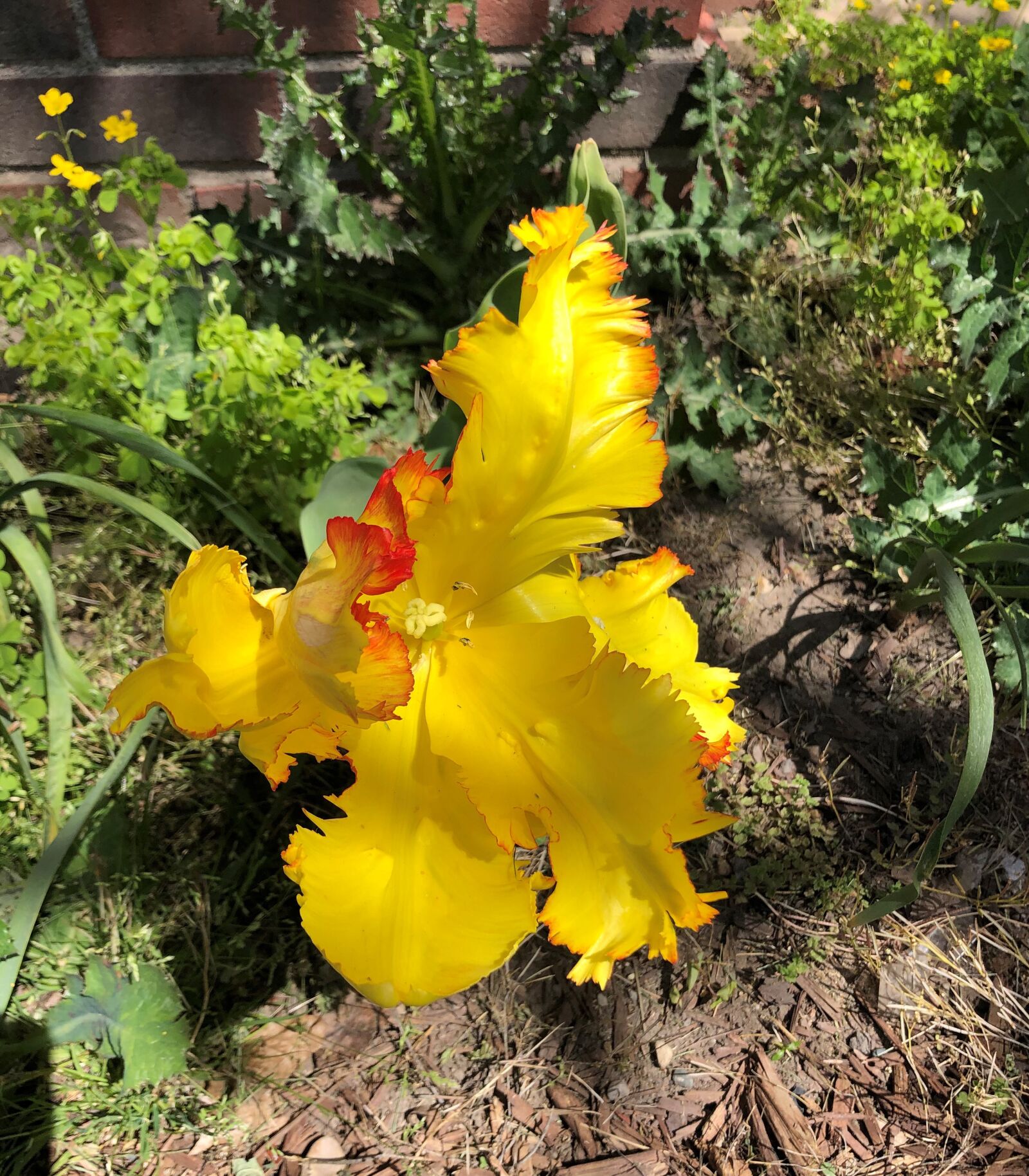 Apple iPhone 8 sample photo. Flower, spring, garden photography
