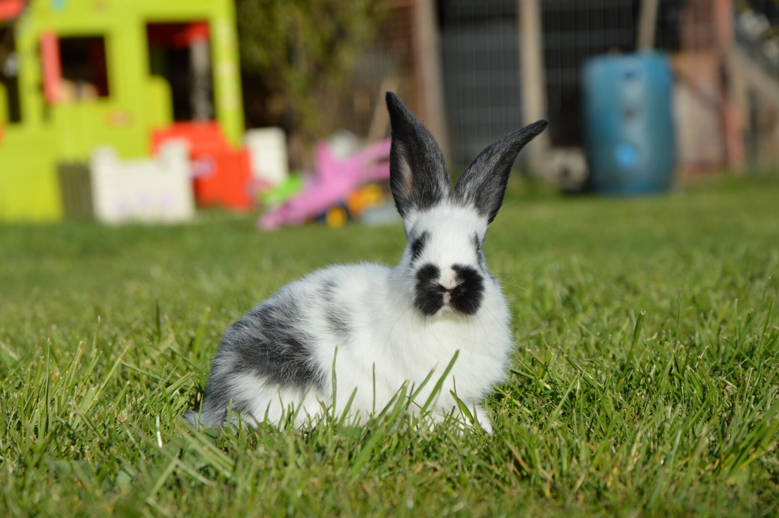Nikon D3200 sample photo. Rabbit, nature, spring photography