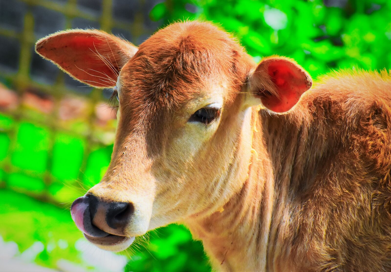 Nikon D5600 sample photo. Animal, cow, milk photography