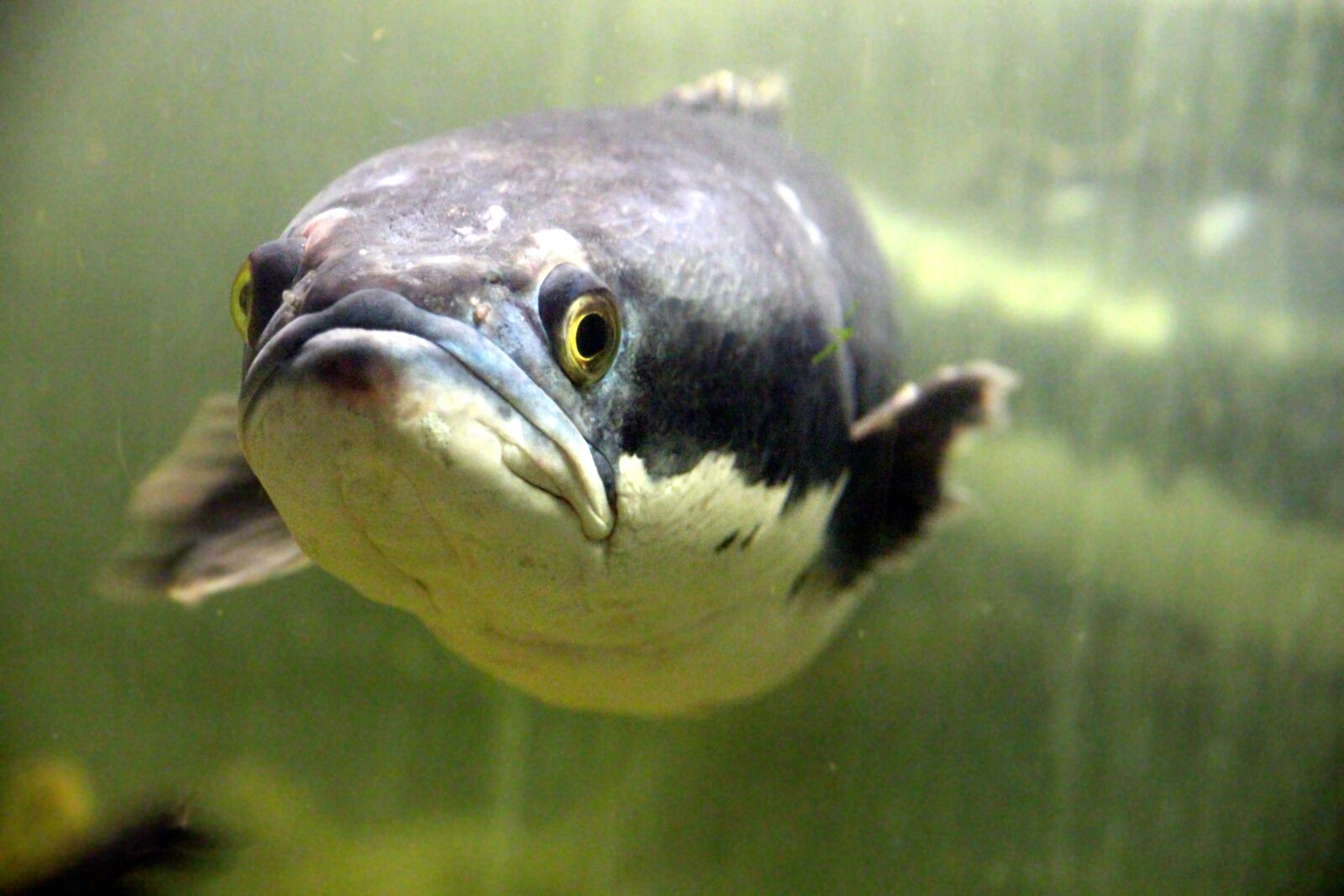 Canon EOS 650D (EOS Rebel T4i / EOS Kiss X6i) sample photo. Brown snakehead, giant snakehead photography
