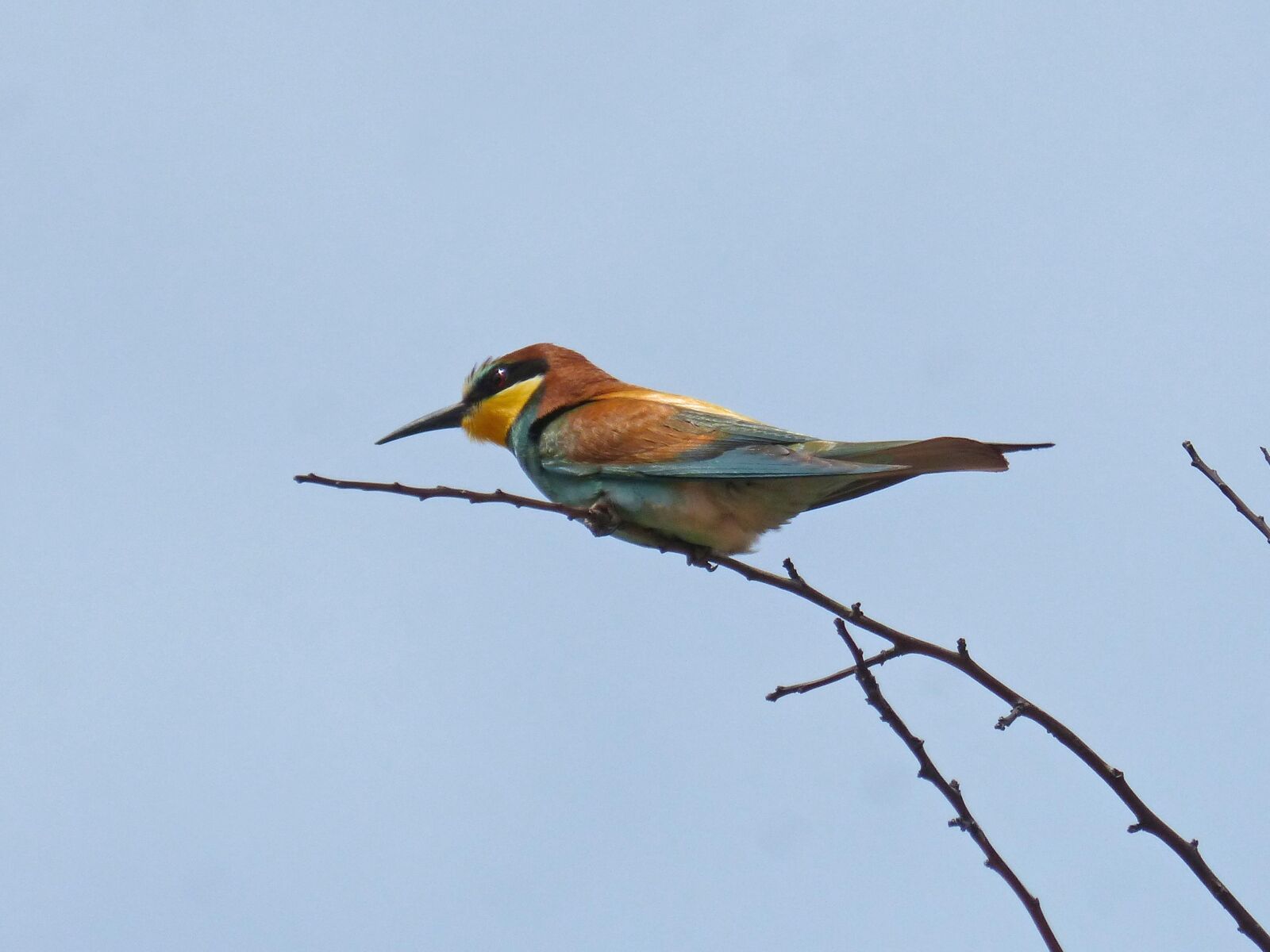 Panasonic DMC-FZ62 sample photo. Bee-eater, branch, abellerol photography