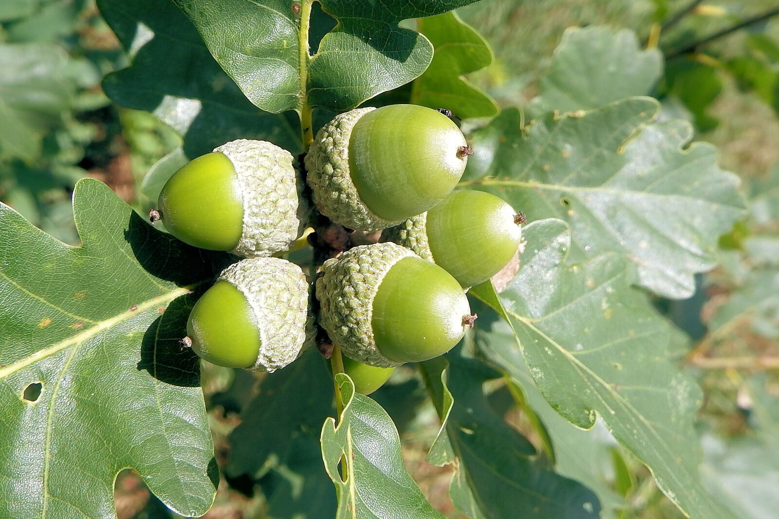 Fujifilm FinePix SL1000 sample photo. Acorns, oak leaves, oak photography